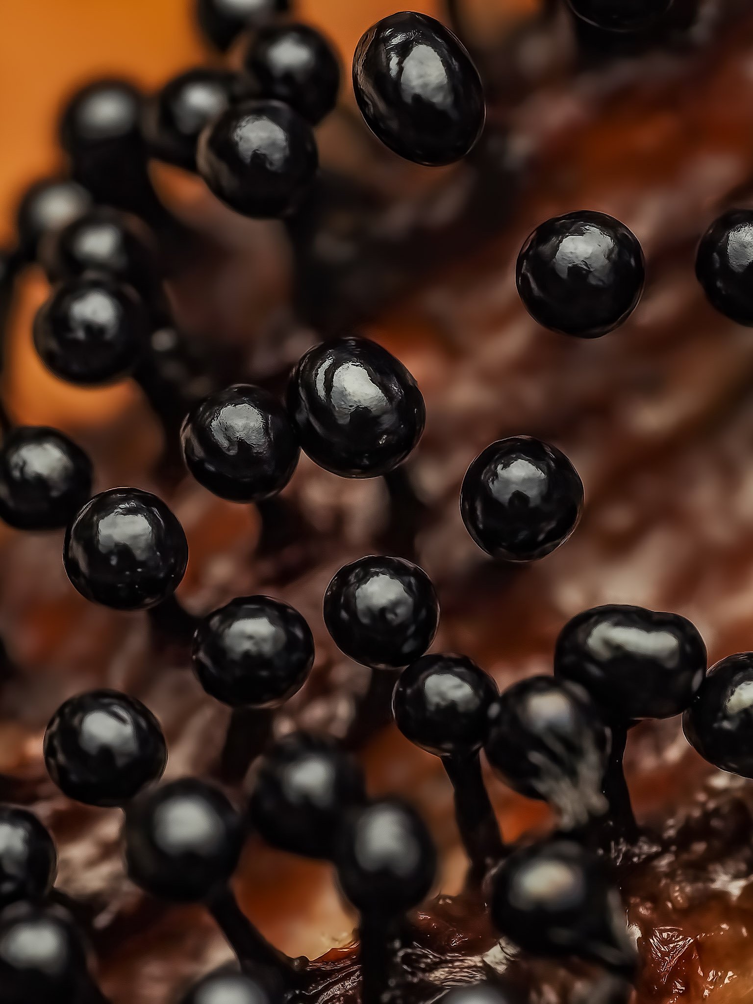 Close-up of black slime mold growing on a surface.