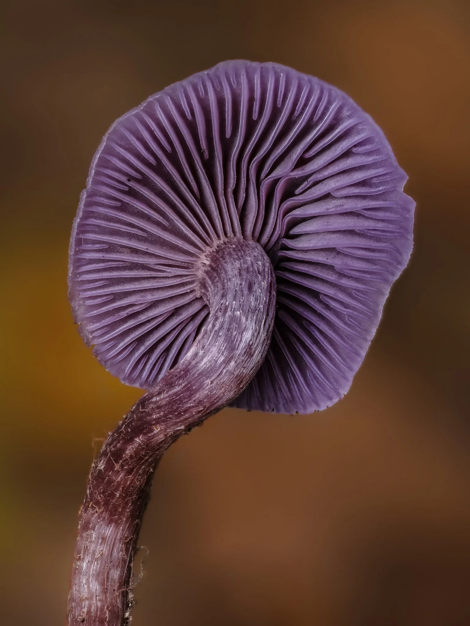 Close-up of a purple amethyst deceiver mushroom with visible gills and a curved stem, against a blurred brown background.