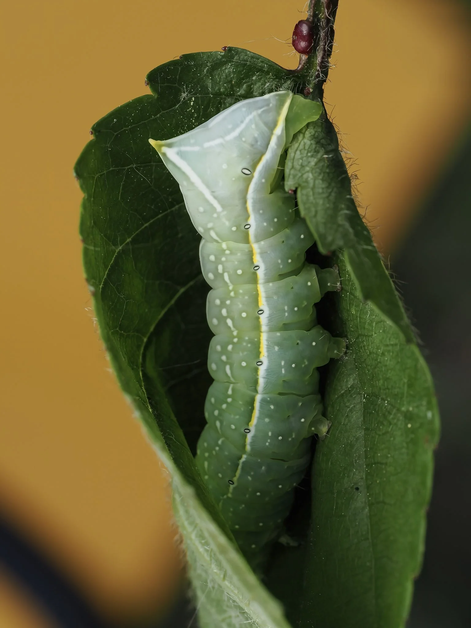 Close-up of a green caterpillar on a green leaf with a blurred yellow background.