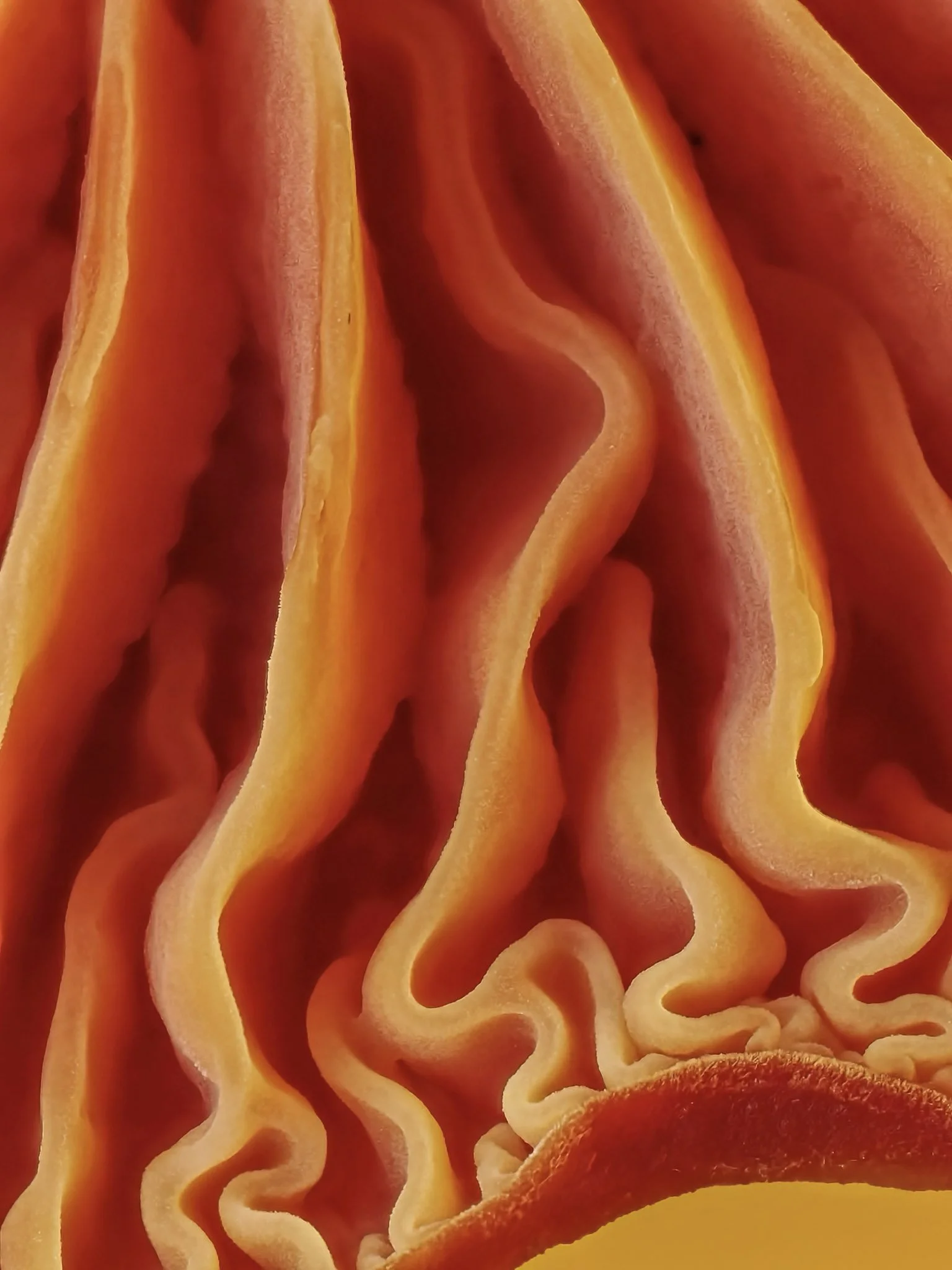 Close-up of orange waxcap mushroom gills.