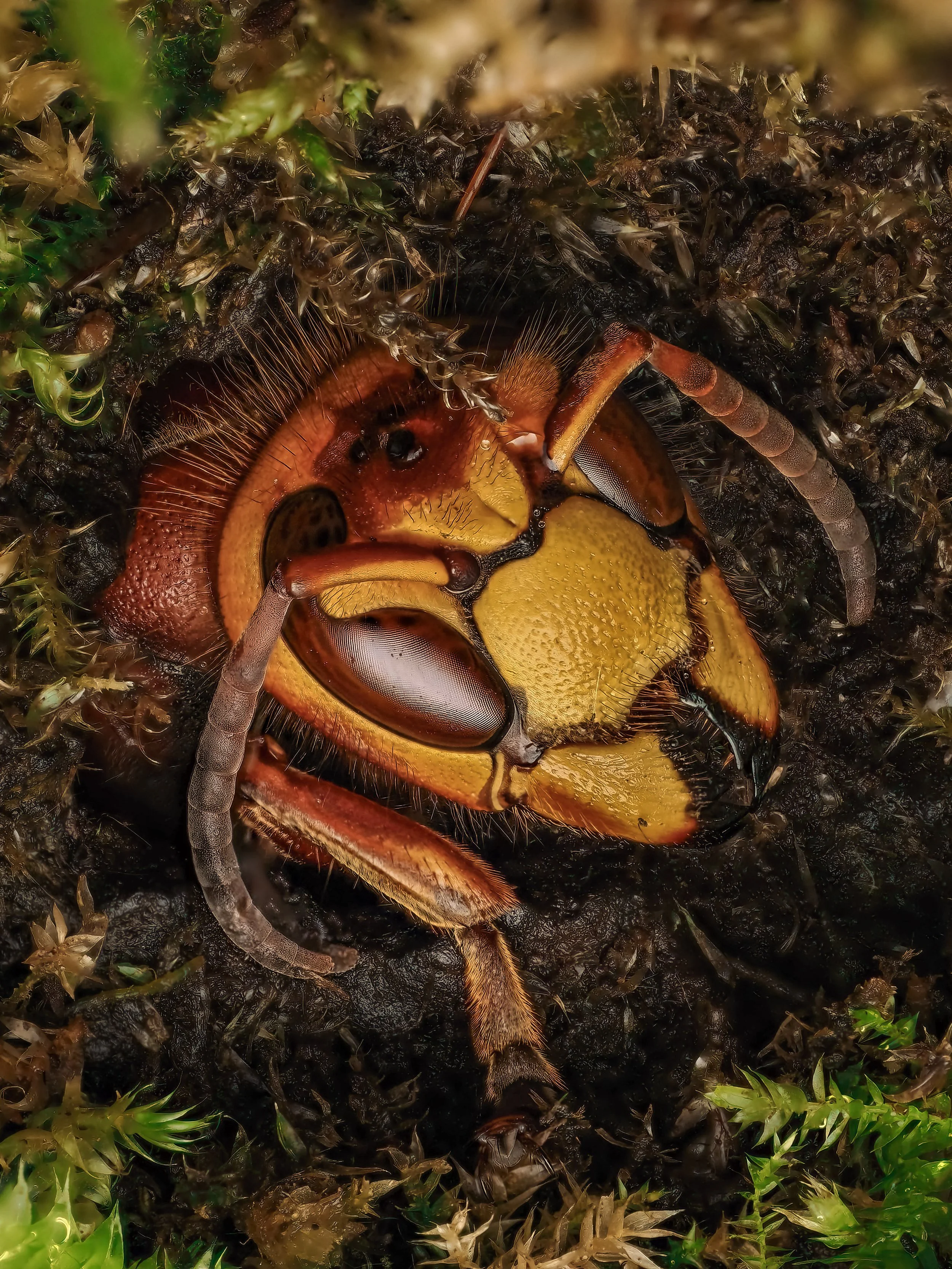 Close-up of a sleeping european hornet resting inside a log with small green moss around.