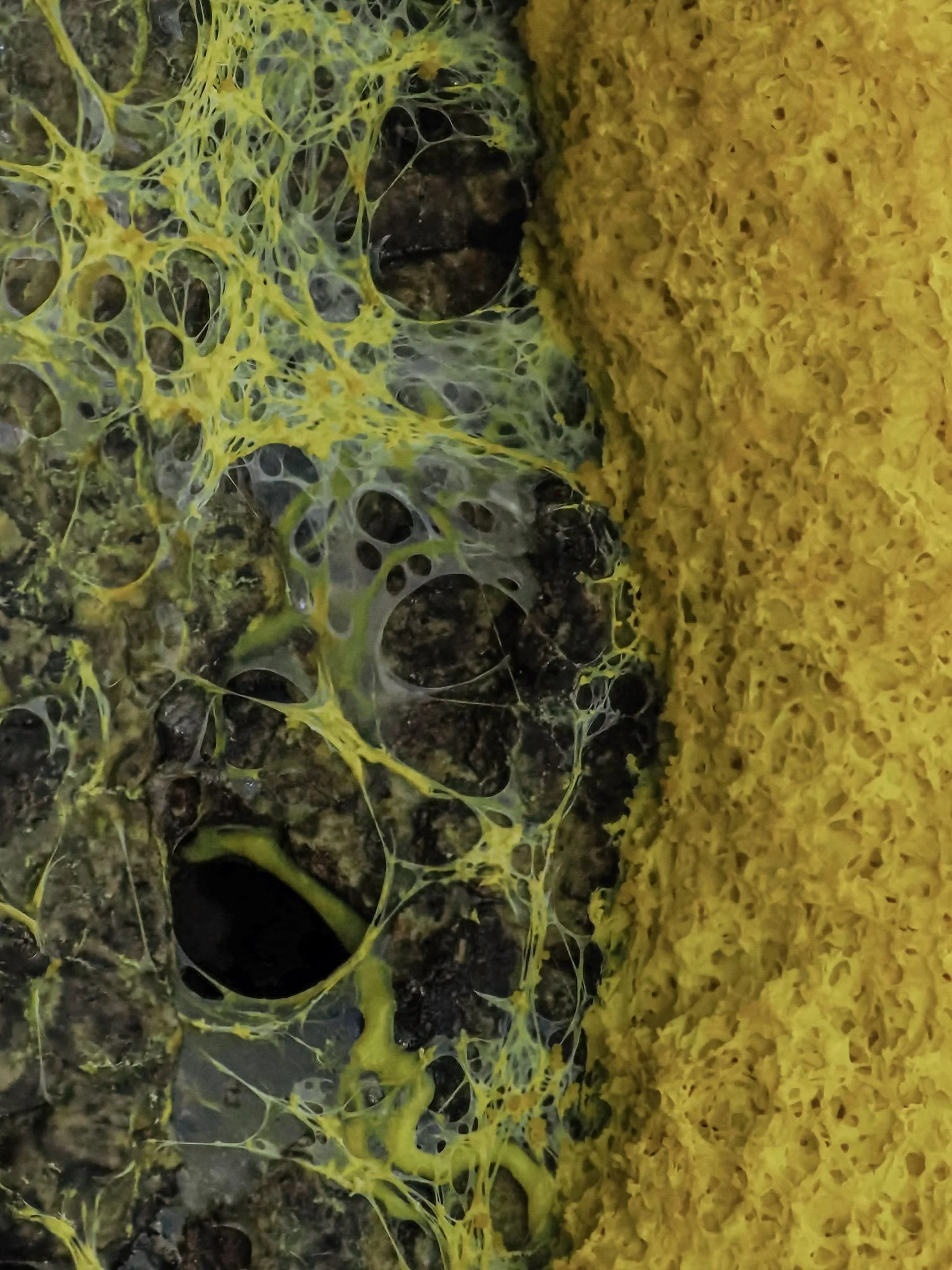 Close-up of a yellow slime mold with black holes and a yellow, web-like substance on a dark textured surface.