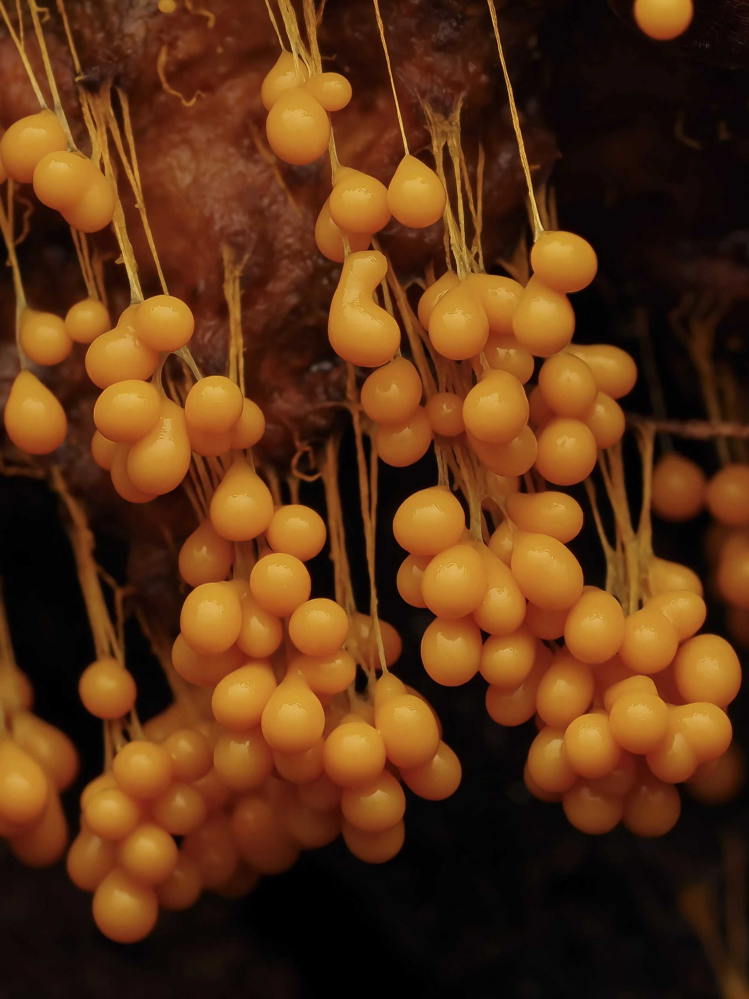 Close-up of yellow clusters of small, round, glossy badhamia utricularis slime mold hanging from thin strings.