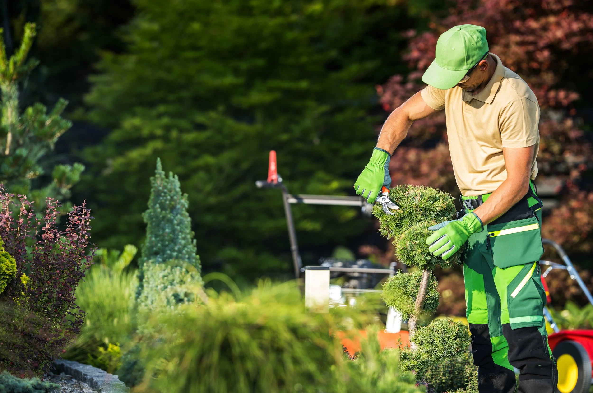 A man wearing a beige polo shirt, green protective gloves, a green cap, and green work pants trims a small pine tree with pruning shears in a lush garden filled with various plants and trees.
