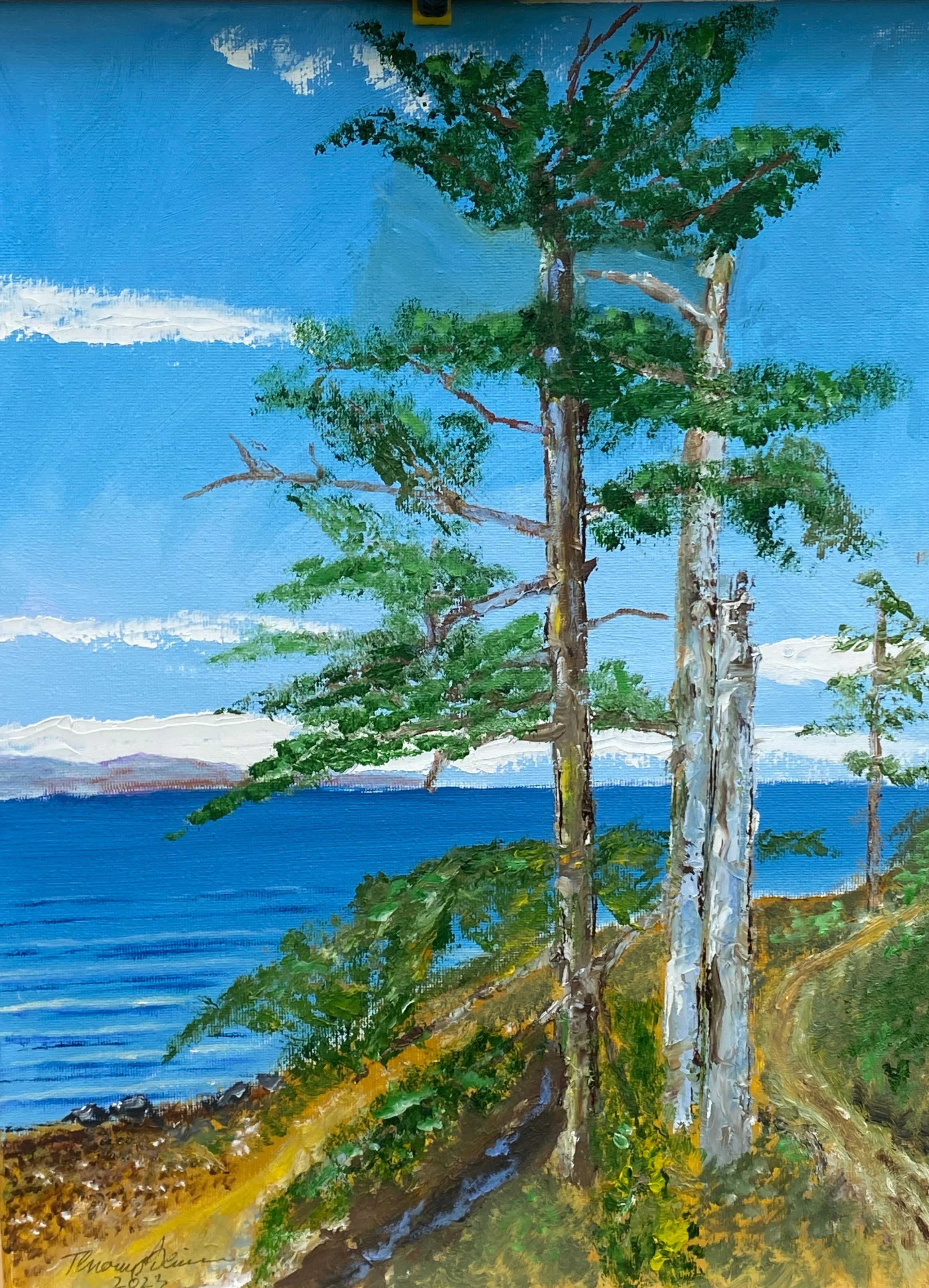 Old Pine, Strait of Georgia   Oil on Canvas 12"x16"x0.75"  $190