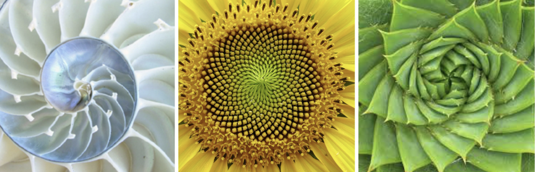 The moodboard featured fibonacci sequences since they are so popular in nature. I knew I wanted to bring the natural world to the campus as a reminder of why the design exists.