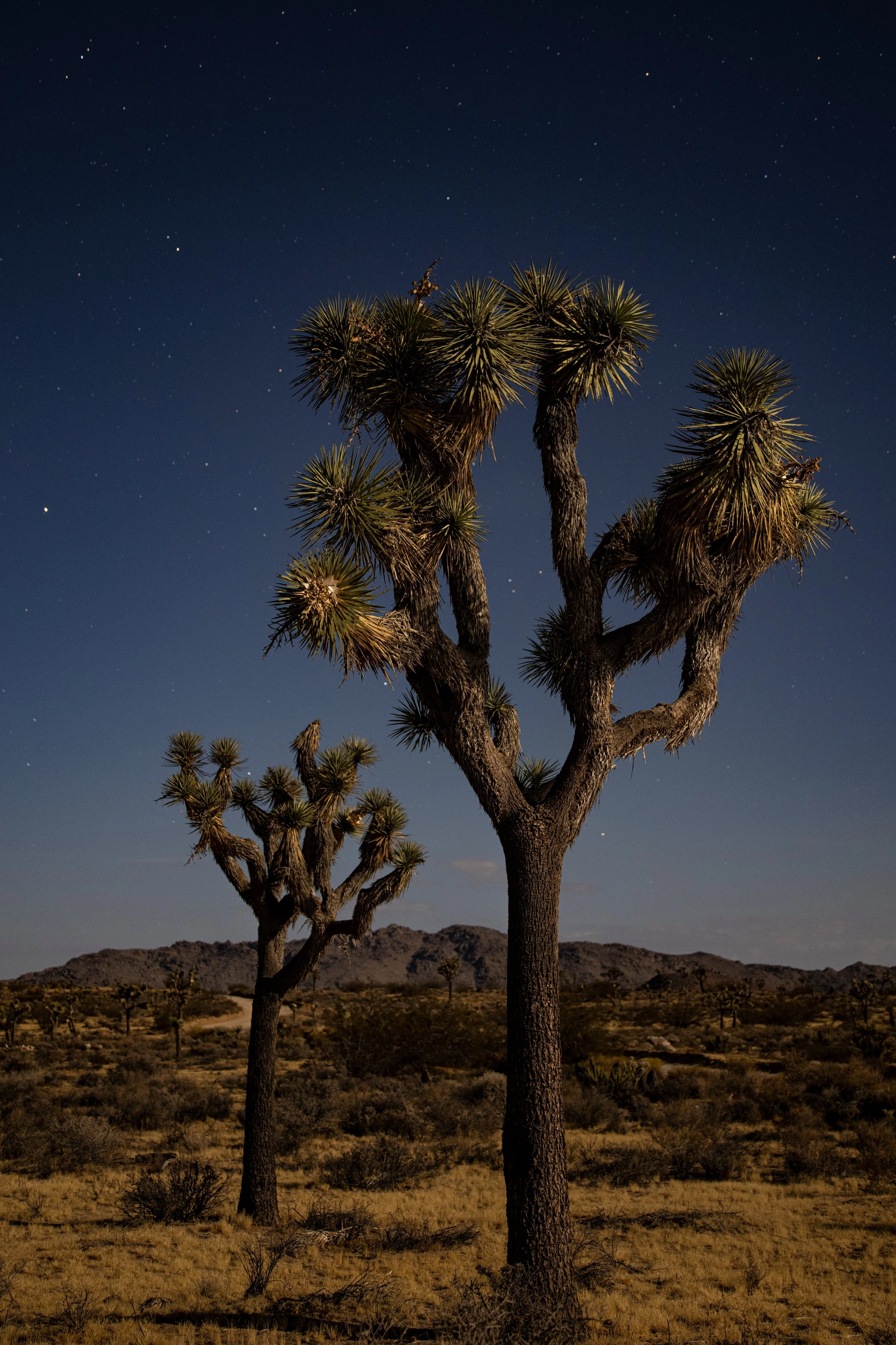 Joshua Tree: Sunsets and Moonlight