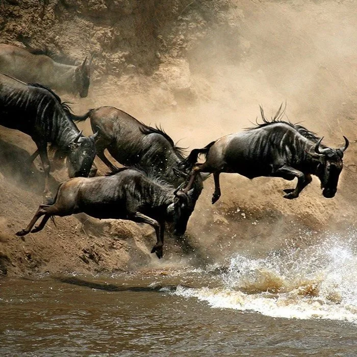 1-slide-wildebeest-kenya-masao-mara-nationa-game-reserve-pano+%281%29.jpg