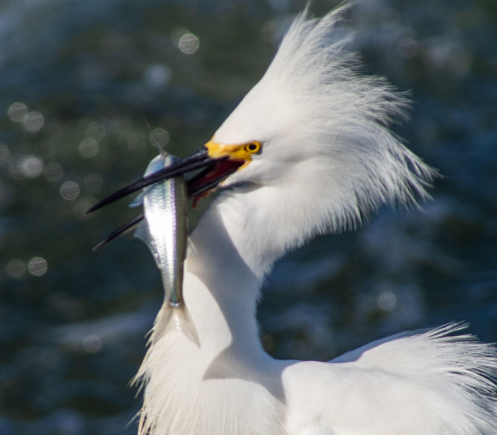 Bolsa Chica 2.png