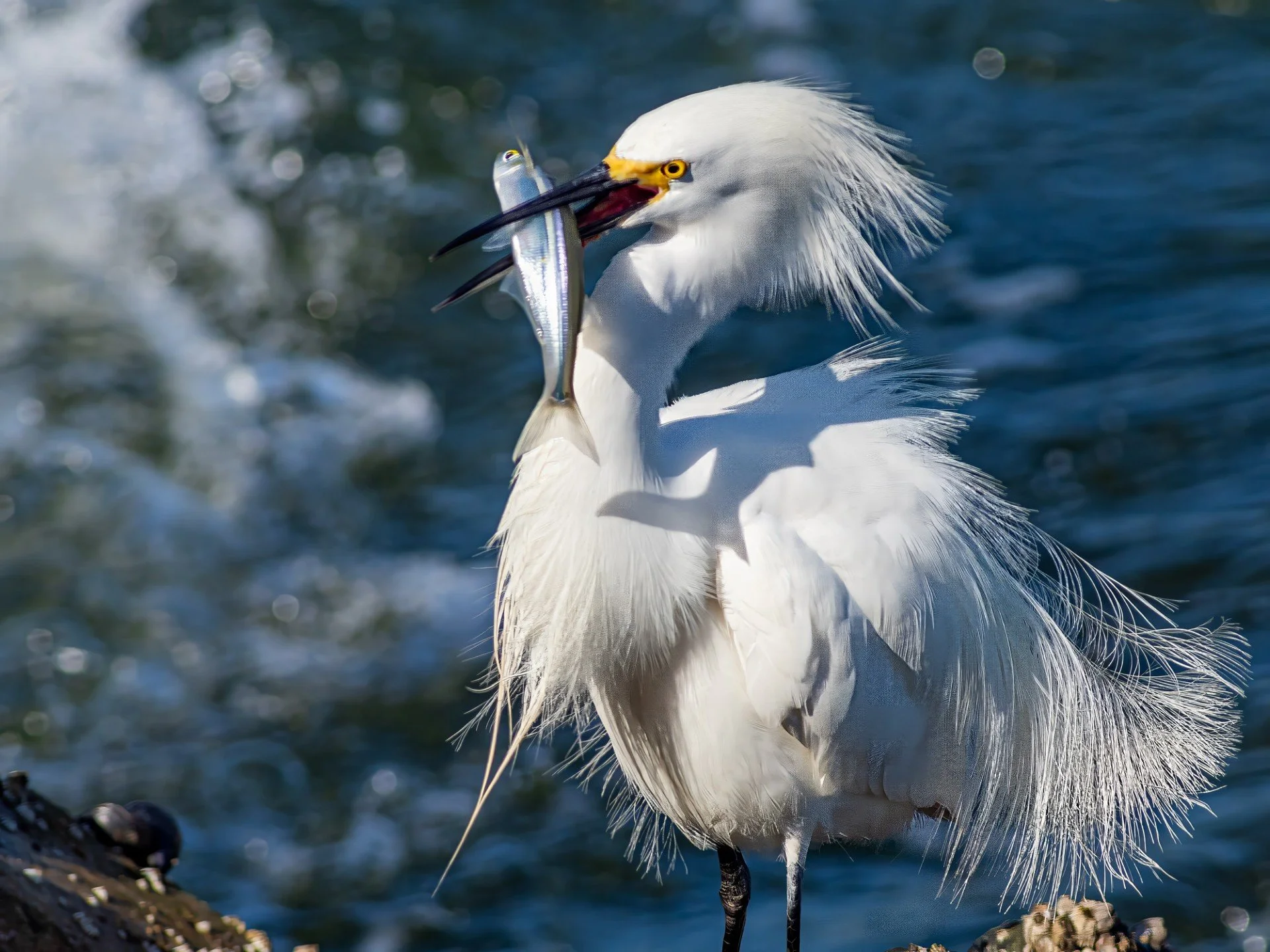 Bolsa Chica Wetlands
