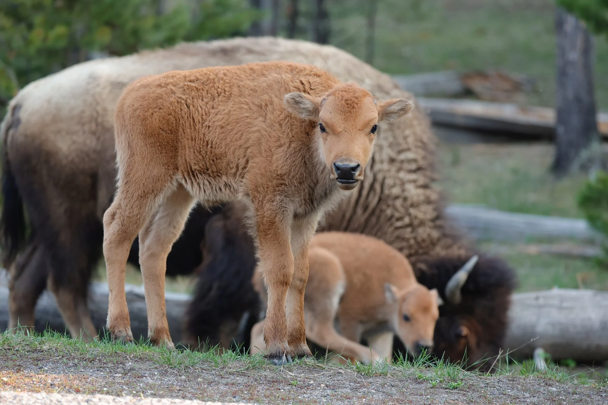Yellowstone & the Grand Tetons