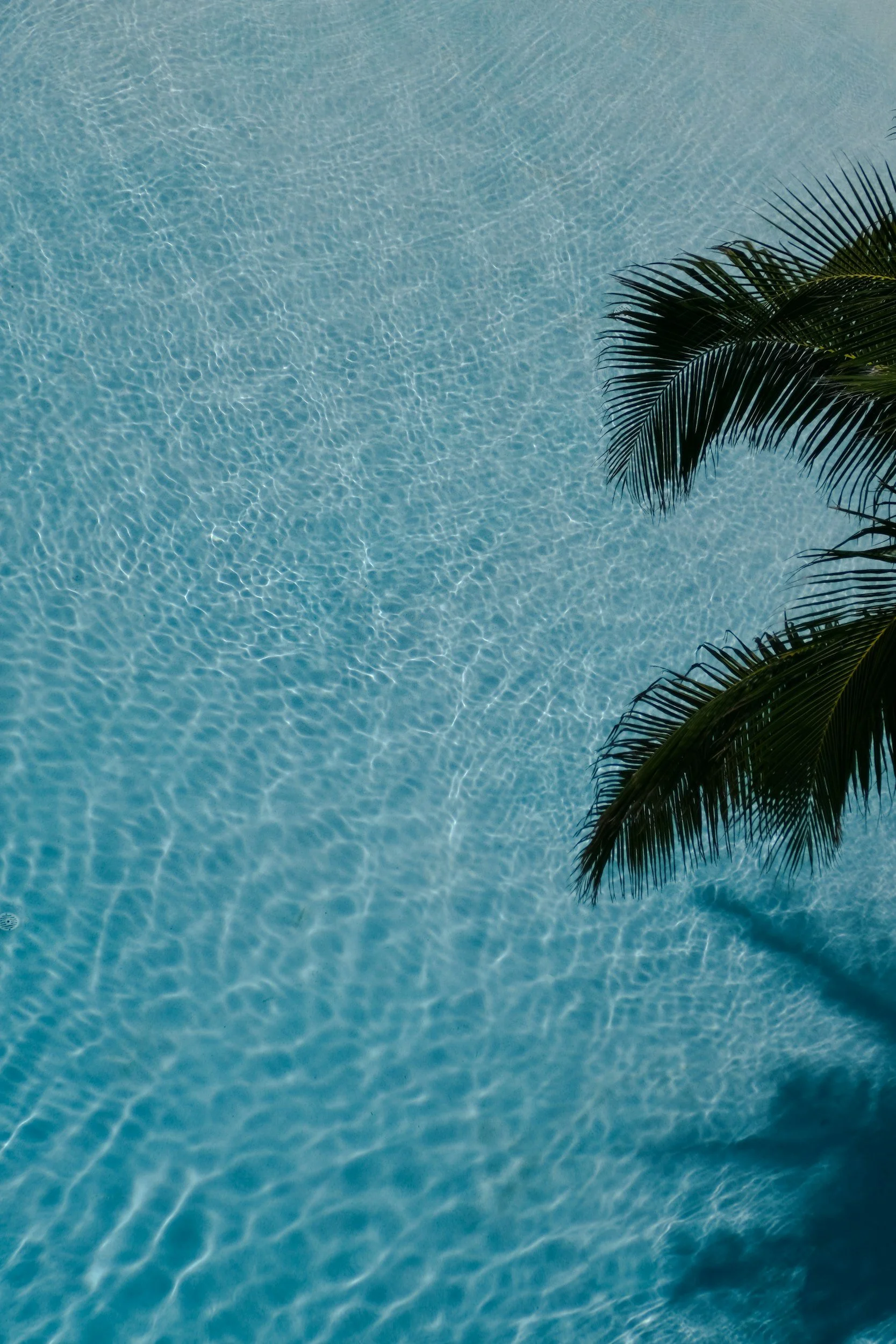 A view of a swimming pool with clear blue water and a palm tree branch hanging over the edge.