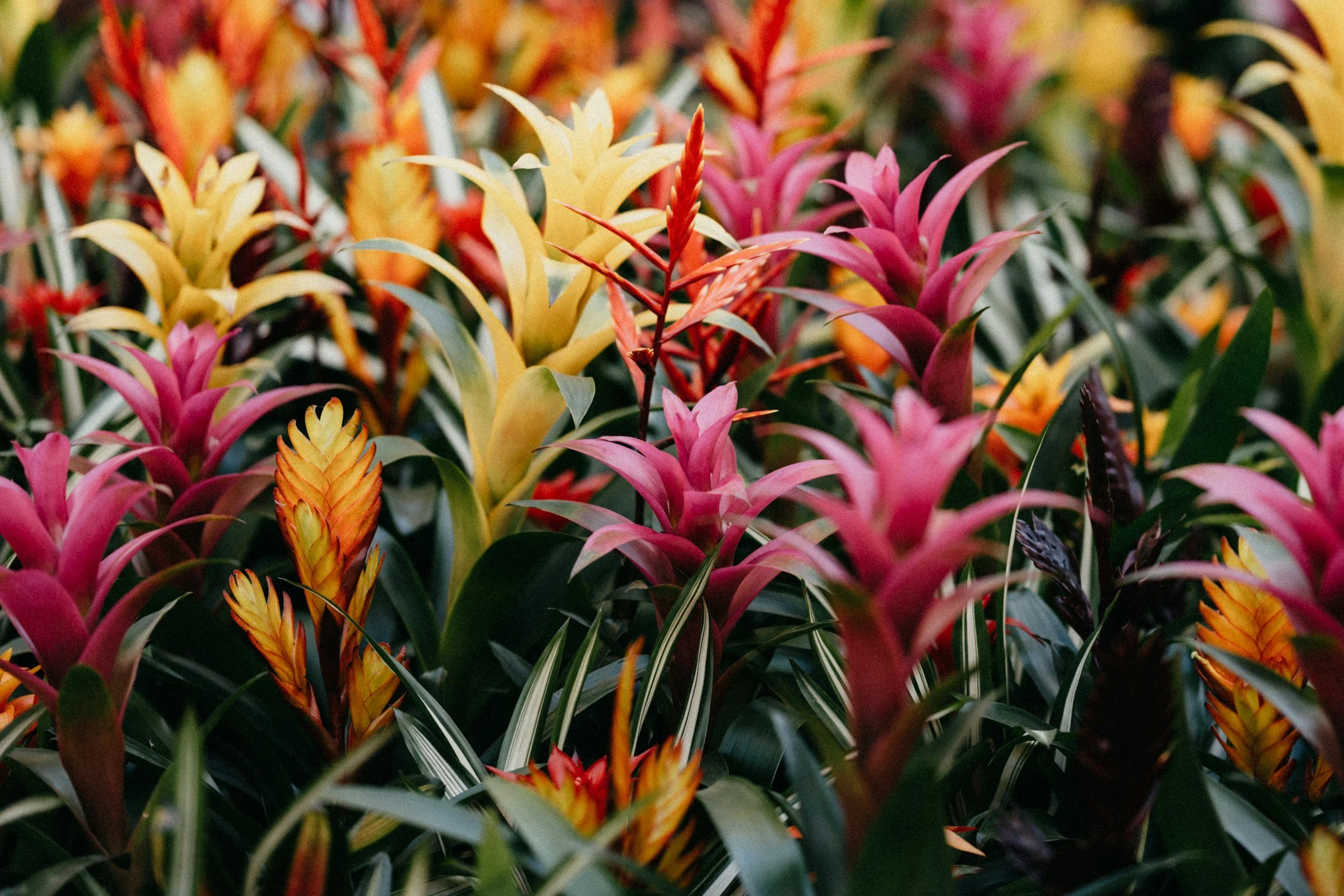 A colorful garden of tropical plants with pink, yellow, orange, and green foliage.