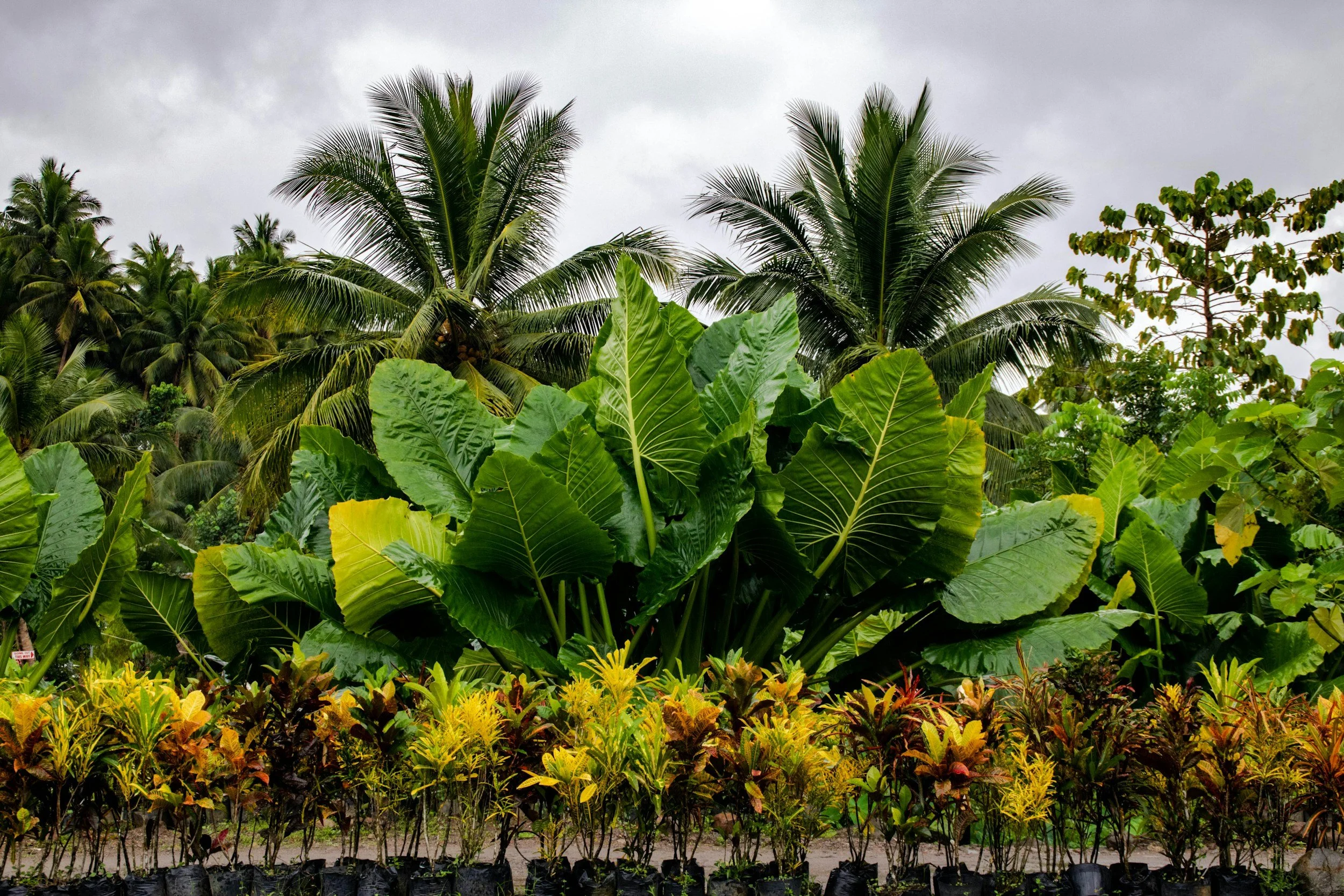 A variety of tropical plants, including large leafy greens and palm trees, with a cloudy sky in the background and potted plants at the forefront.