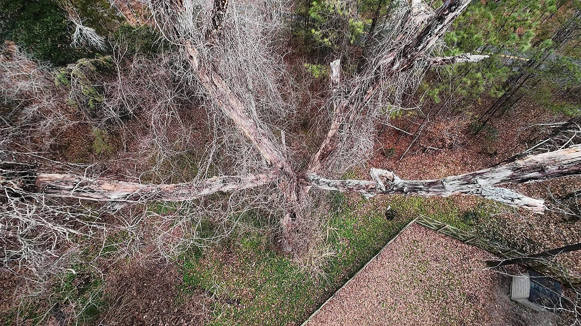 HazardTree.jpg