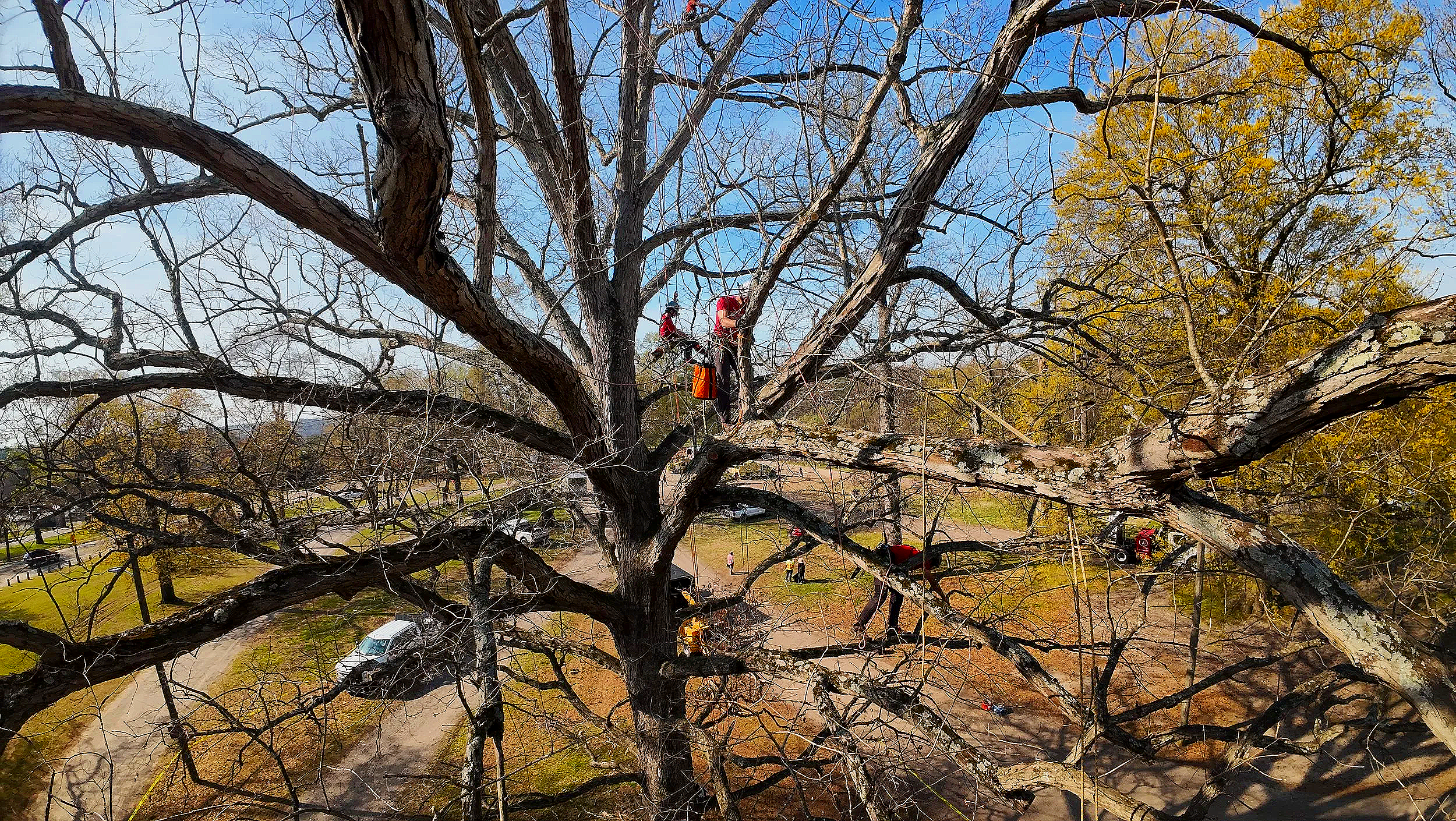 ArboristClimber.png