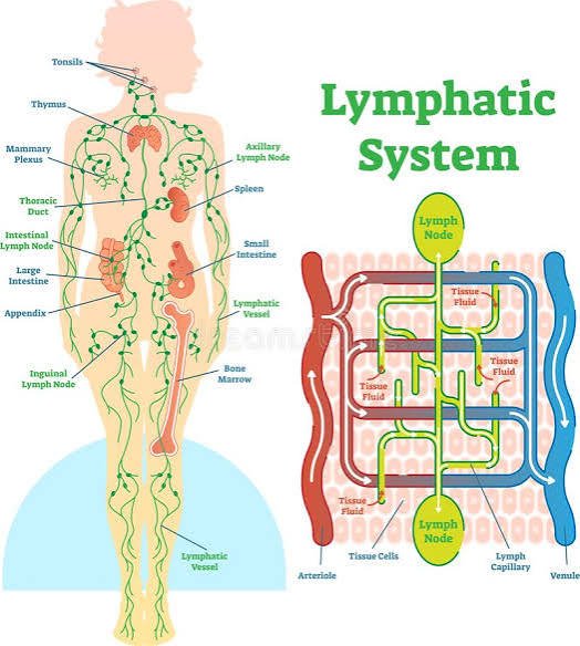 The Lymphatic System Benefit Nobody's Marketing