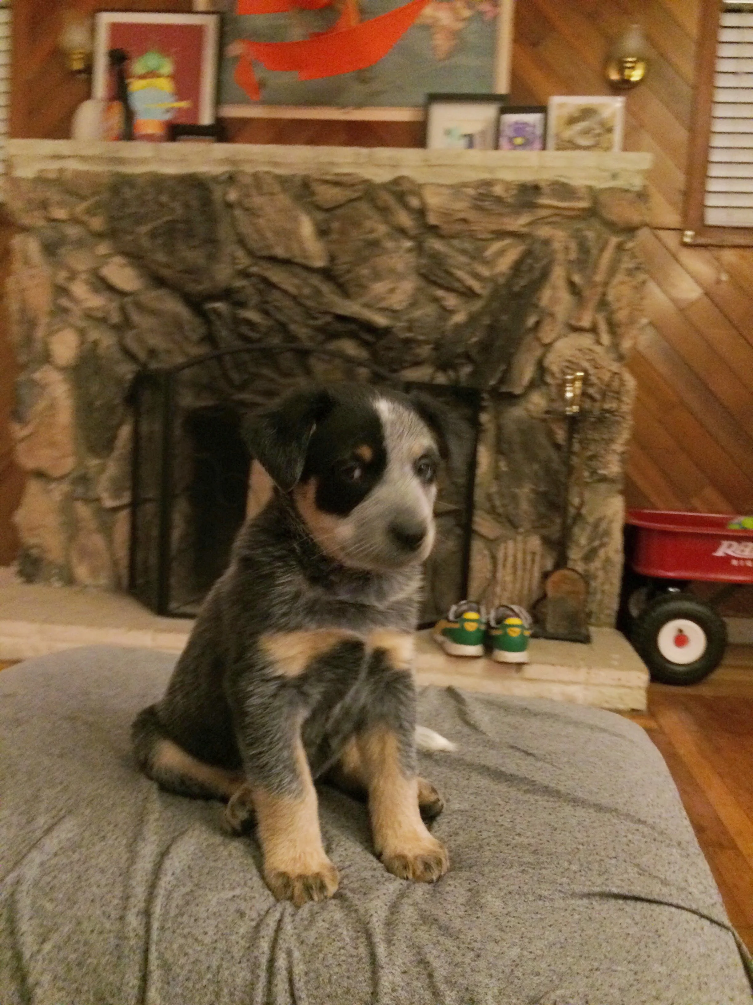 A cute puppy with black, gray, and tan fur sitting on a gray surface indoors, with a stone fireplace and shelves with framed pictures and decor in the background.