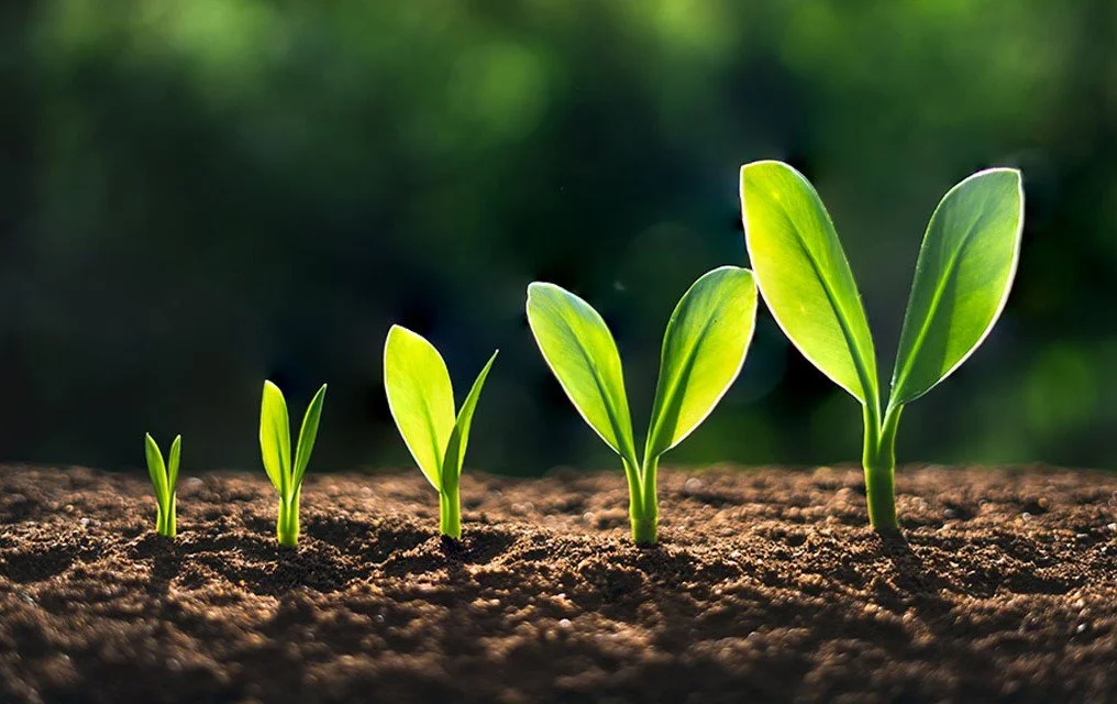 Progression of a young plant growing from small seedling to mature plant in soil.