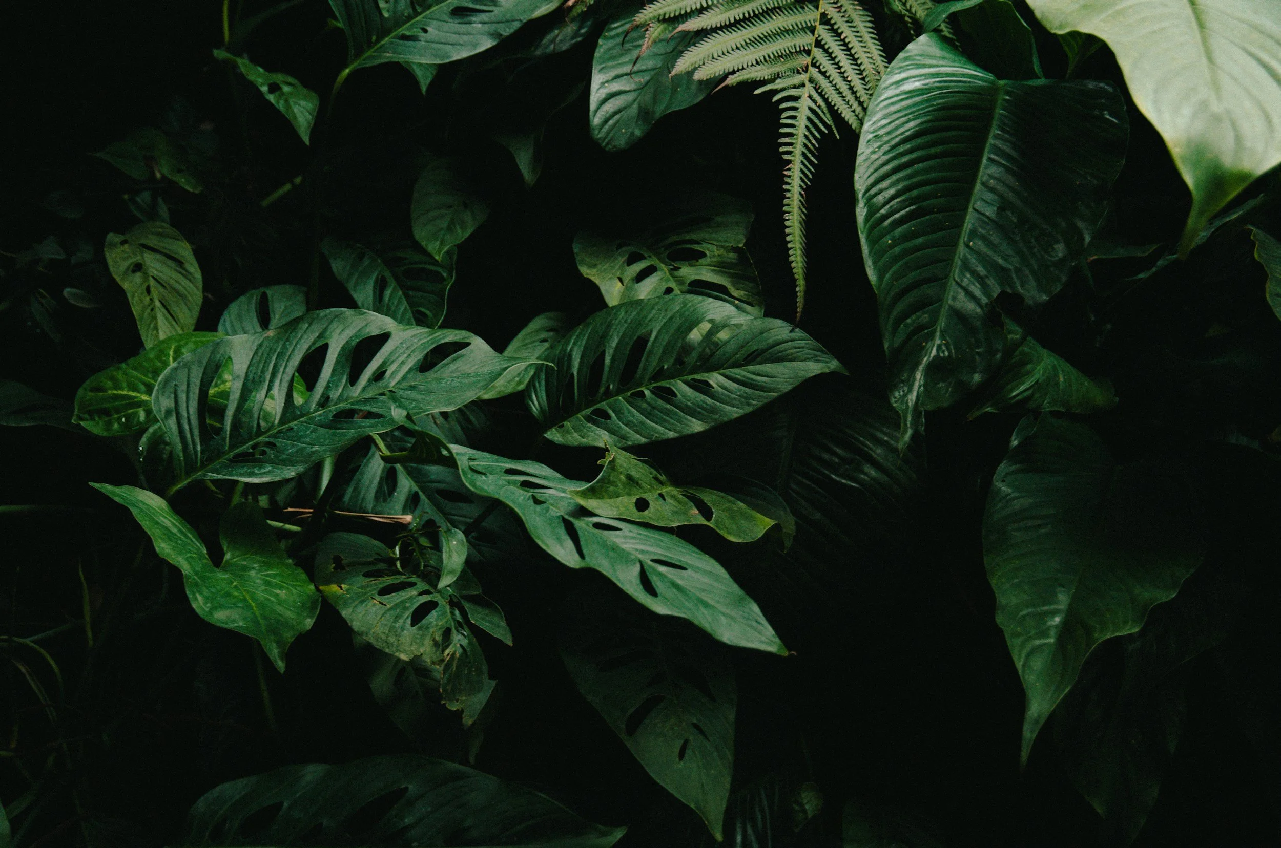 Dense collection of tropical green leaves, including Monstera, fern, and broad-leafed plants, with shadowed background.