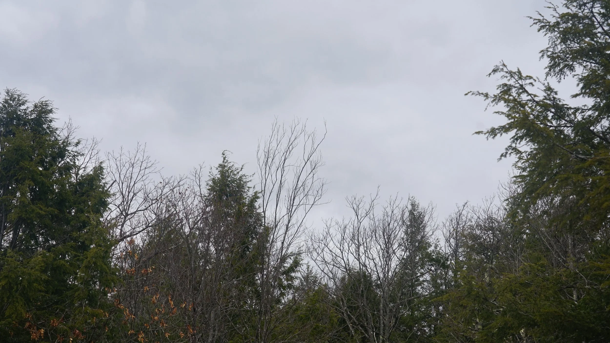 Overcast sky above a mix of evergreen and deciduous trees with bare branches.