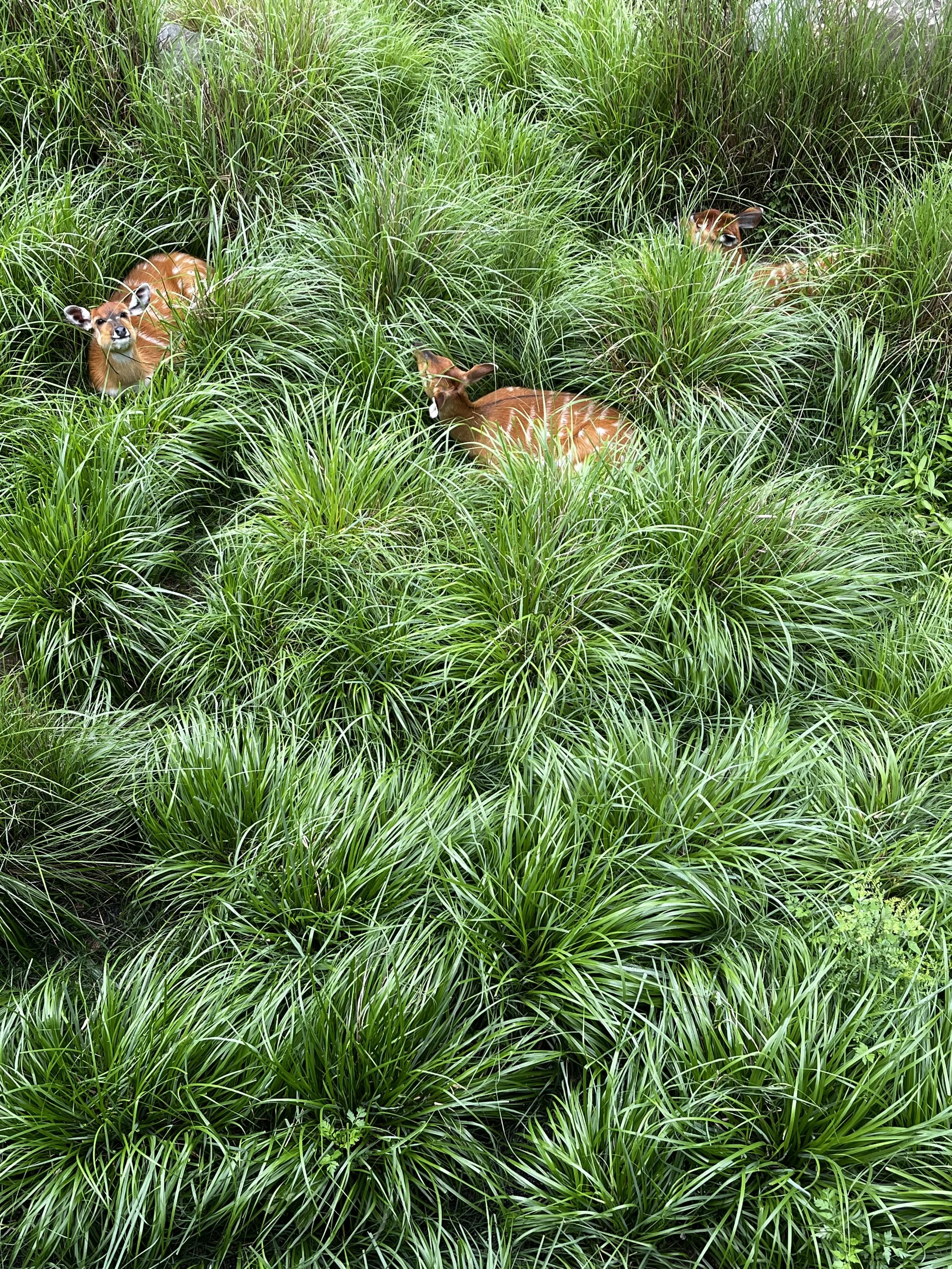 Towson deer (insert metadata caption and header