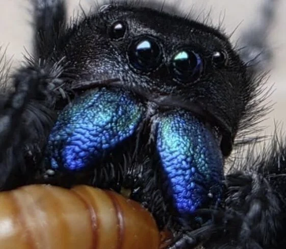 Male Phidippus Regius