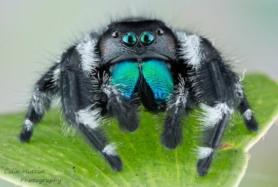 Male Phidippus Regius