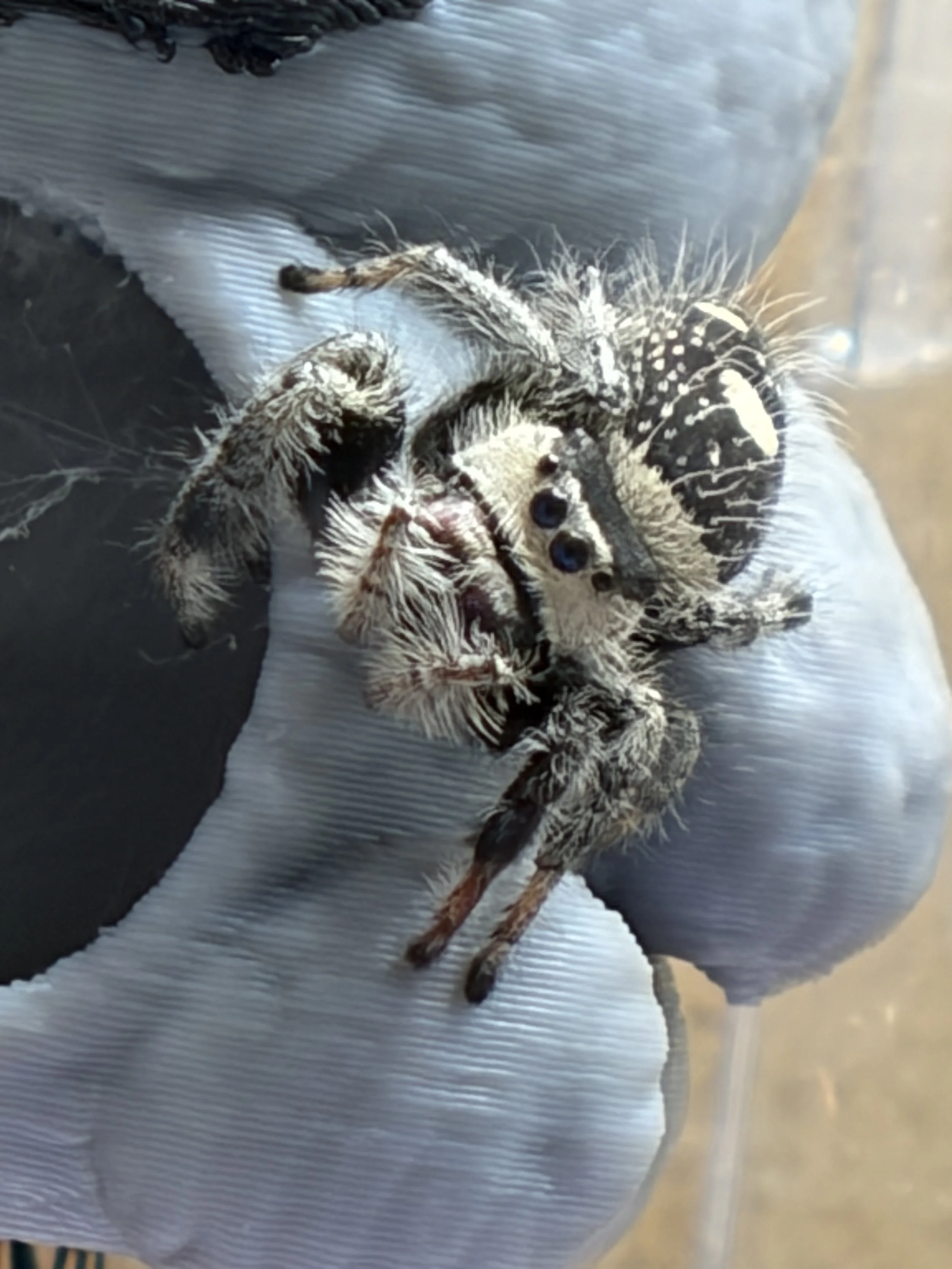 Female Phidippus Regius