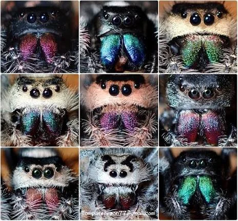 Phidippus Regius
