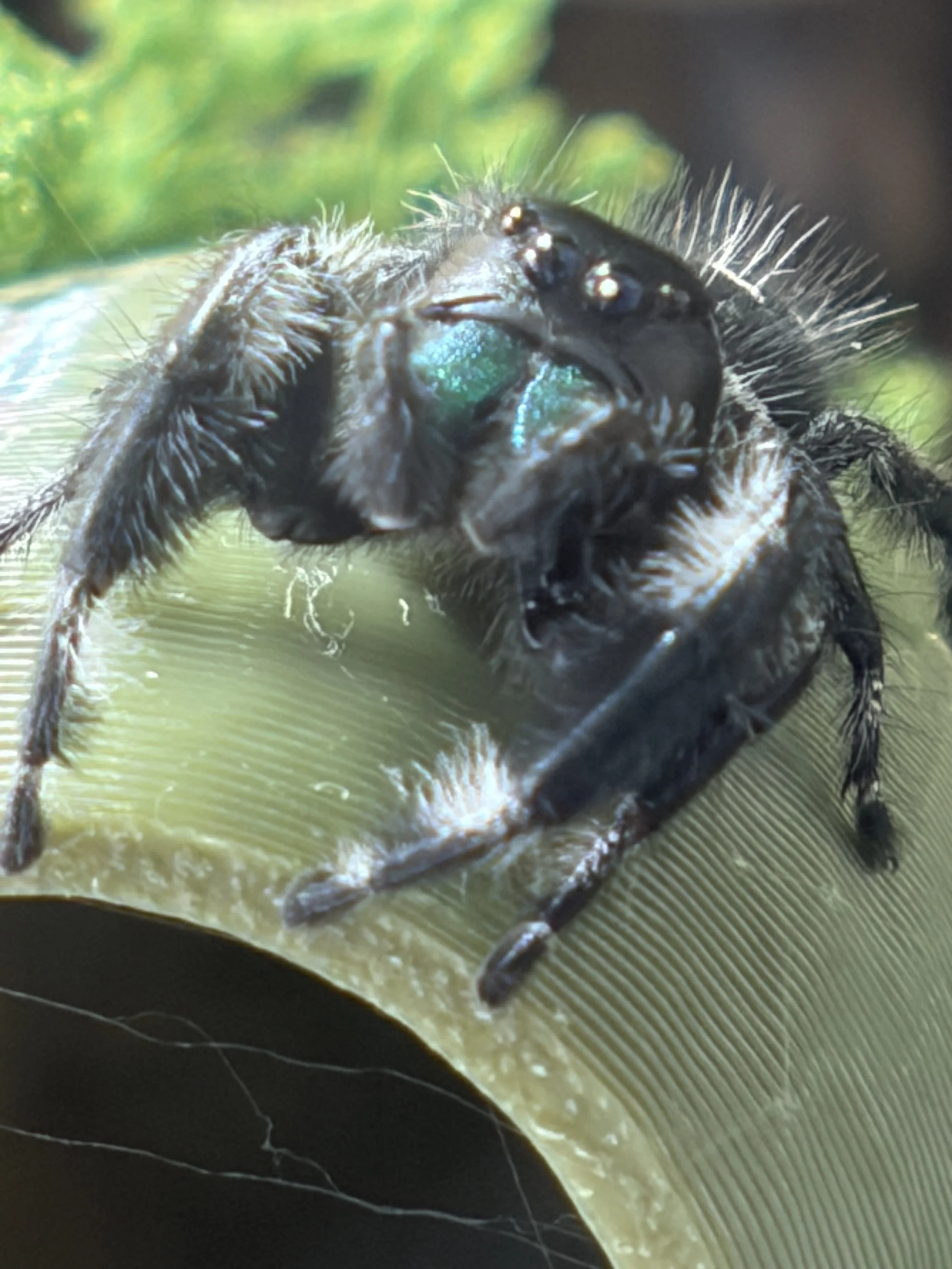 Male Phidippus Regius