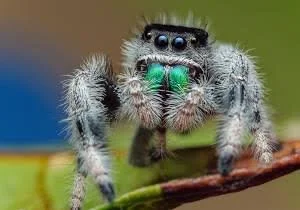 Male Phidippus Regius