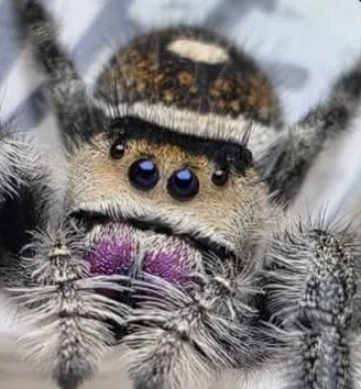 Female Phidippus Regius
