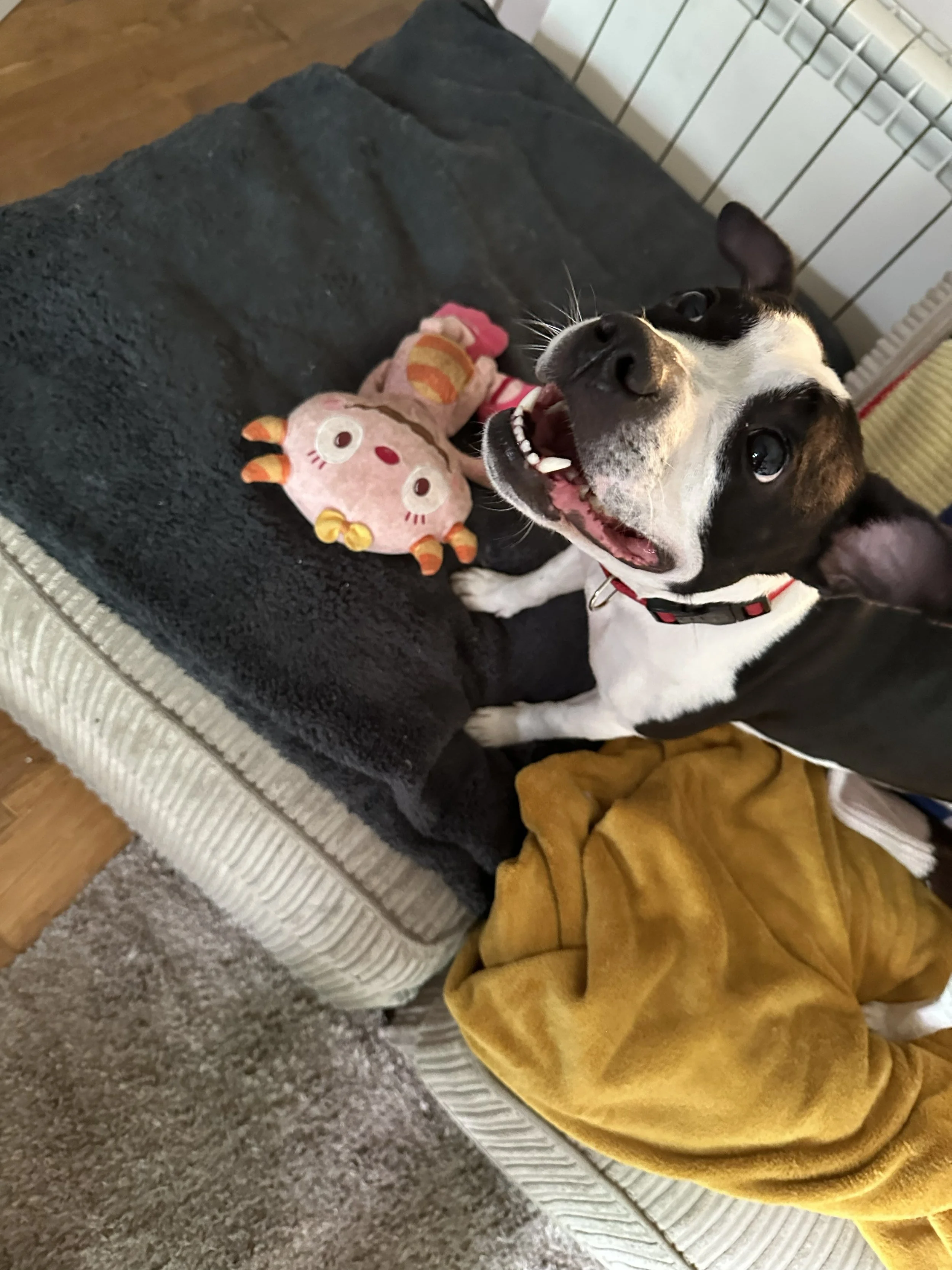 A happy black and white dog with erect ears and a red collar sitting on a couch, smiling with an open mouth, next to a pink stuffed toy. There is a gray blanket on the couch and a mustard-colored blanket draped nearby.