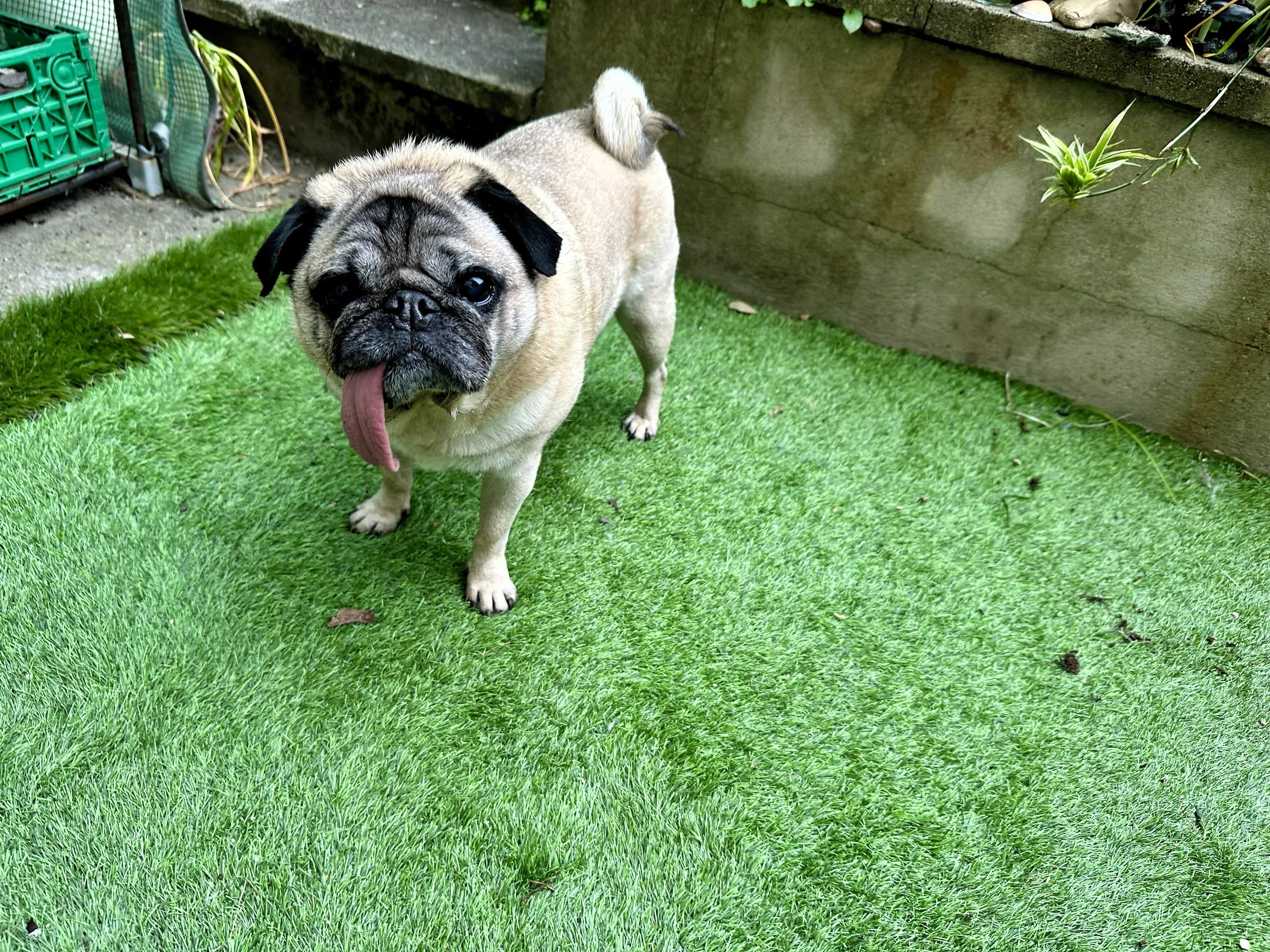 A happy pug stands in a safe pet friendly garden at dog day care.