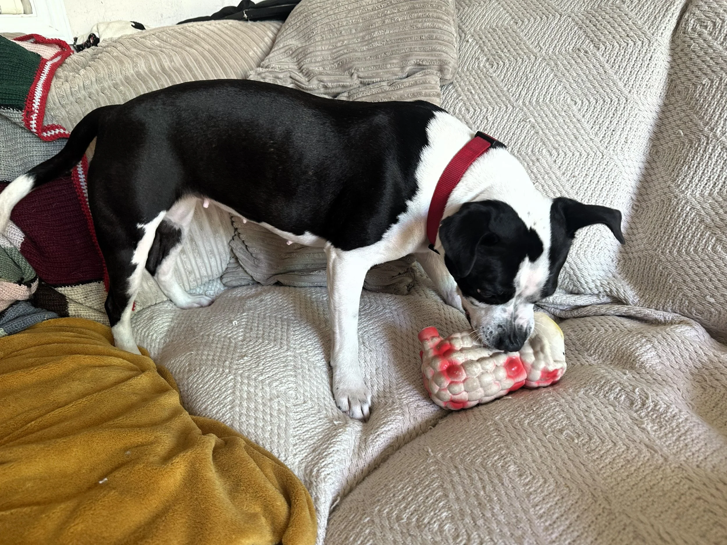 A happy black and white staffy playing with a squeaky dog toy at dog day care.
