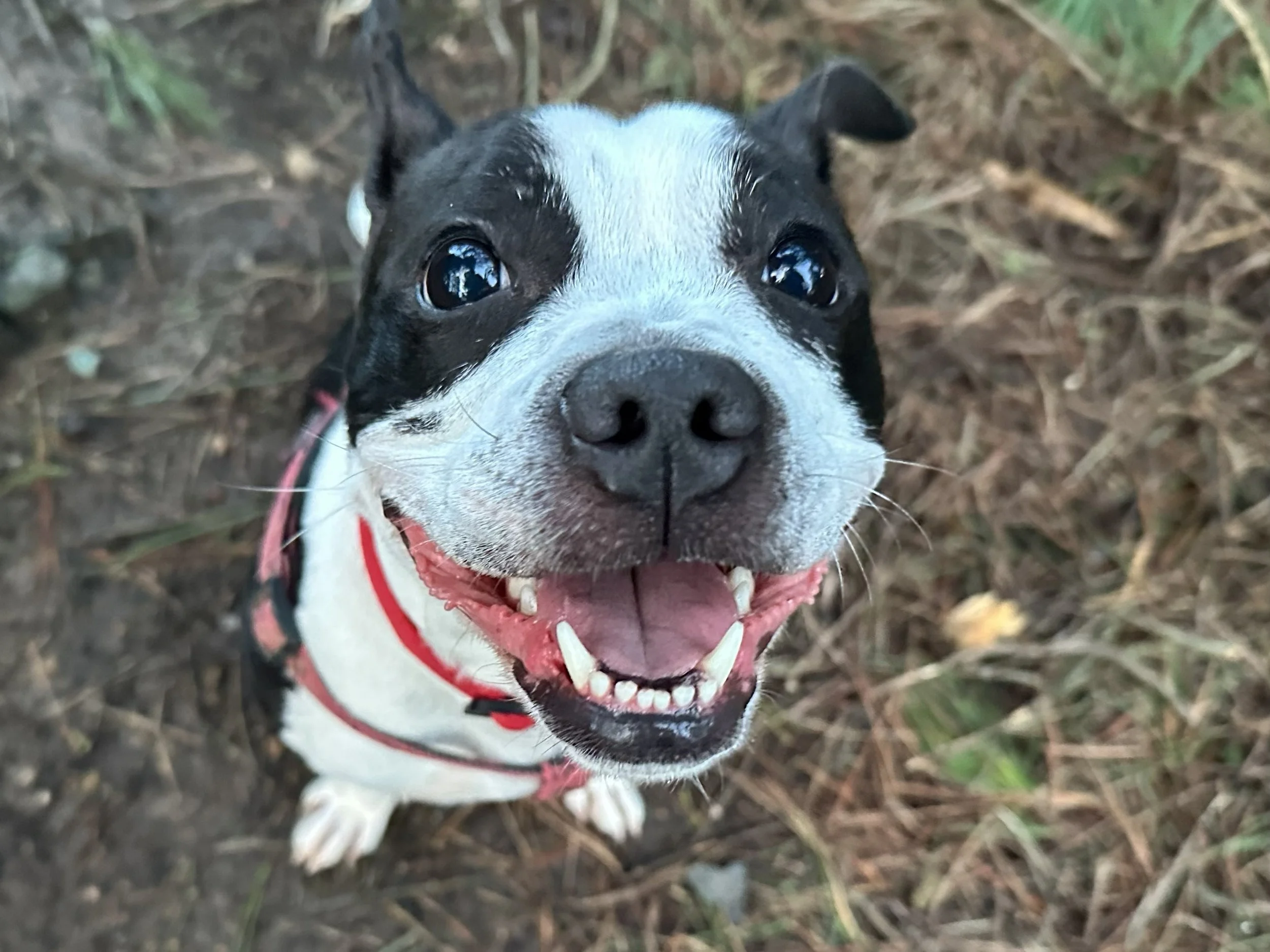 Close-up of a happy black and white dog with a red harness, looking up with a joyful expression in a natural outdoor setting with dirt and grass.