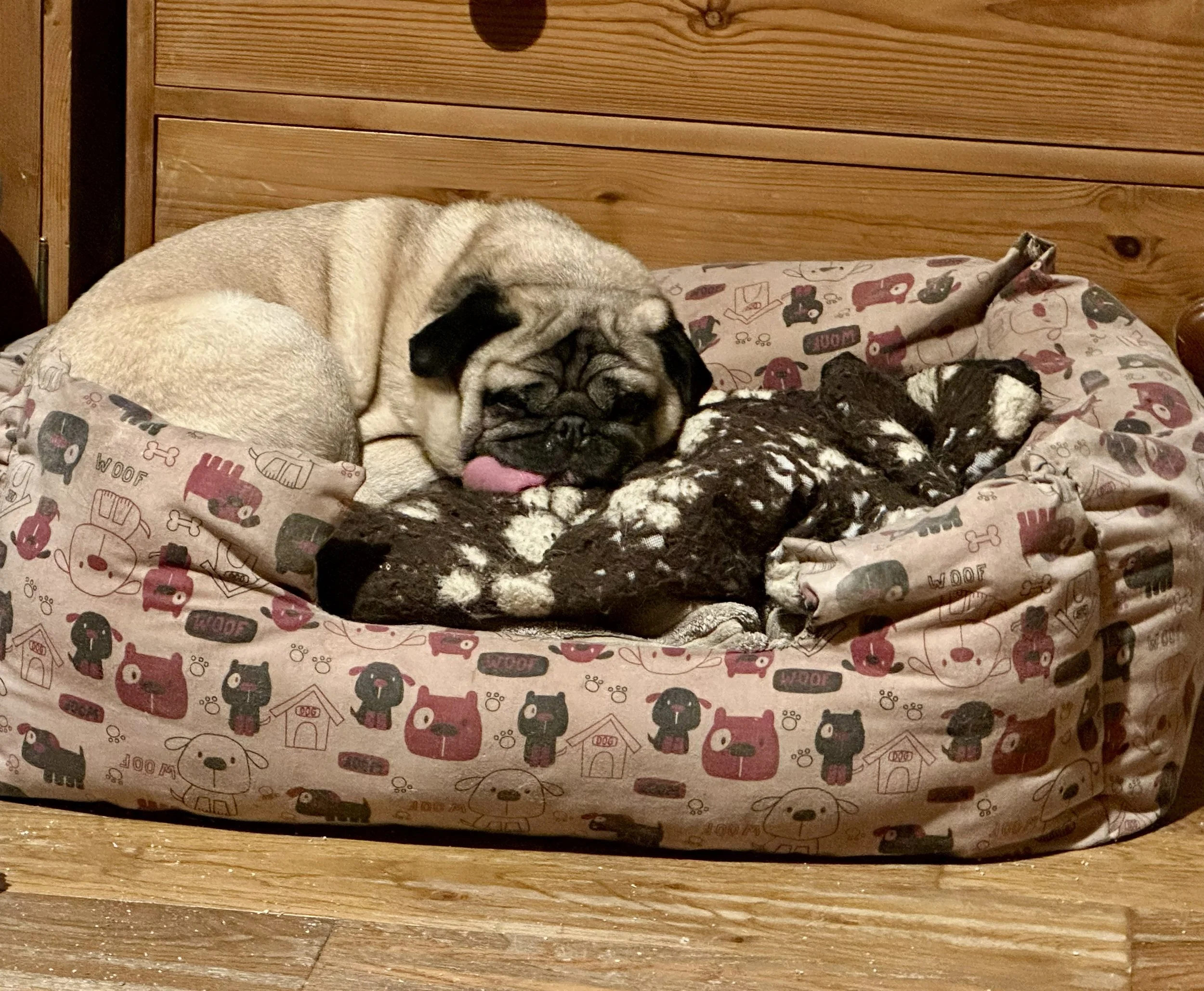 A pug and a small brindle puppy sleeping in a dog bed with a printed dog pattern, against a wooden wall.