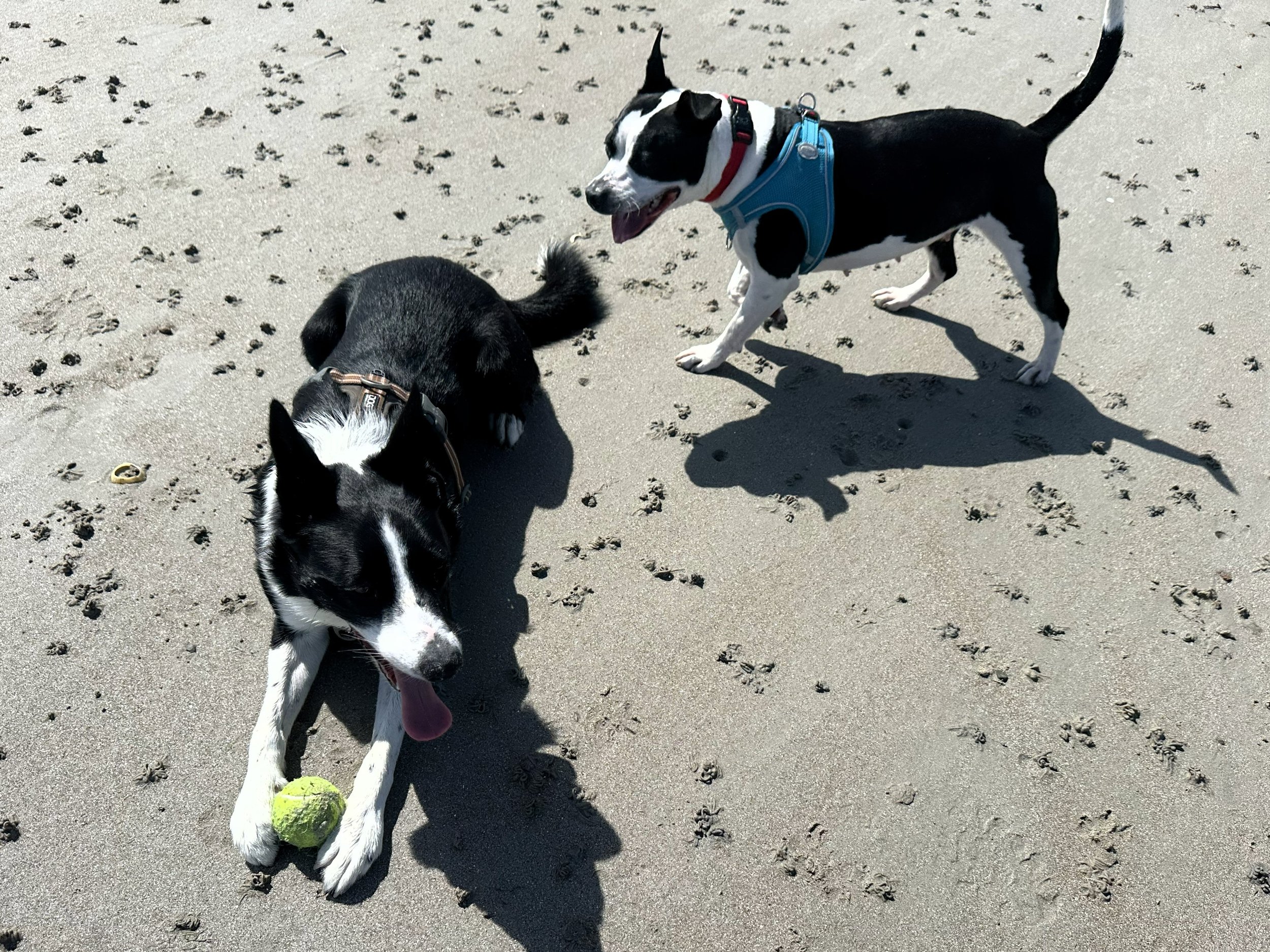 A staffy and a border collie playing with a tennis ball on the beach dog walk.