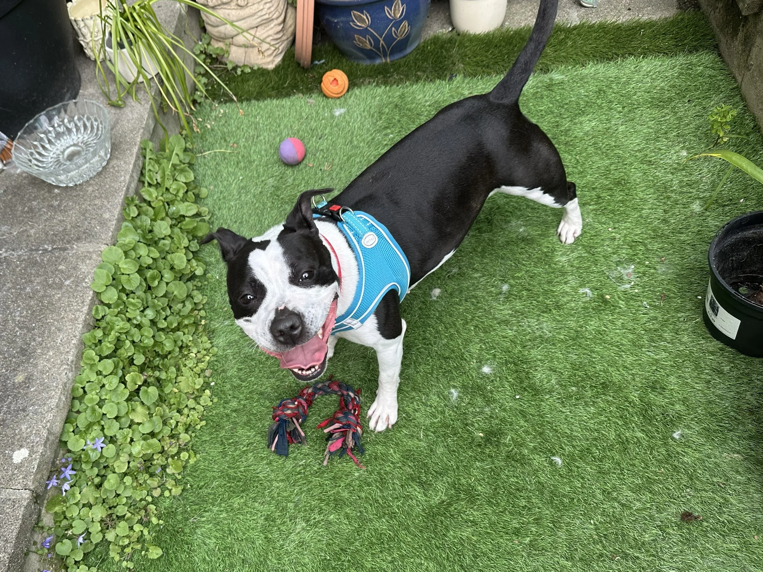 A black and white dog with a blue harness standing on a green artificial grass lawn, looking up smiling with its tongue out, surrounded by toys and potted plants.