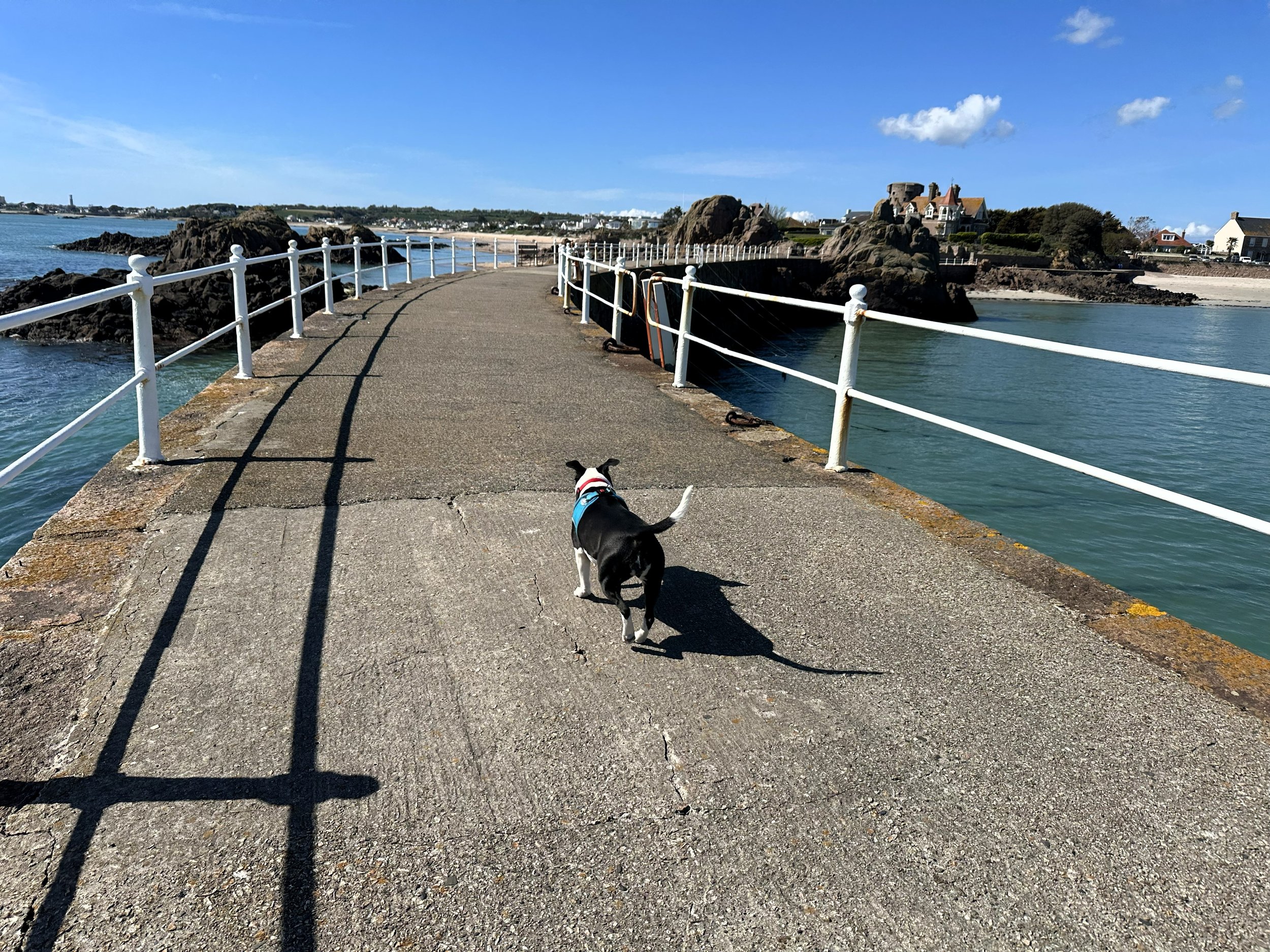 A happy black and white staffy walking along a beautiful beach-side path on a sunny day dog walk.