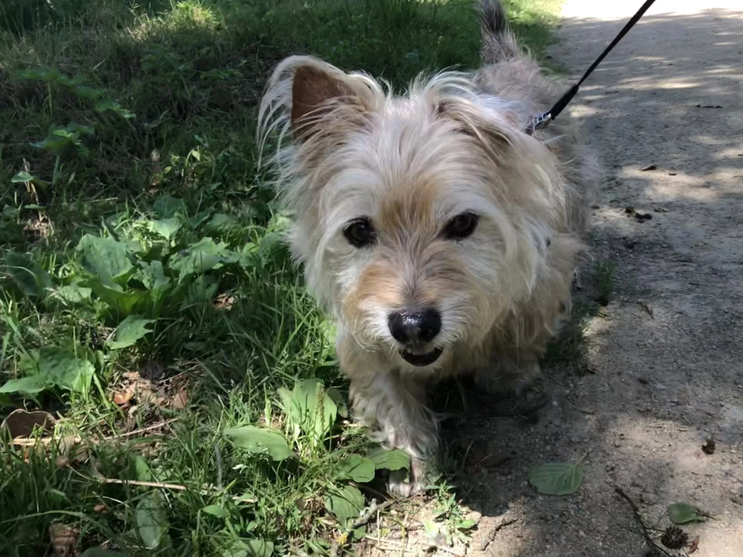 A small, fluffy dog with light-colored fur and dark eyes walking on a dirt path surrounded by green grass and leaves.