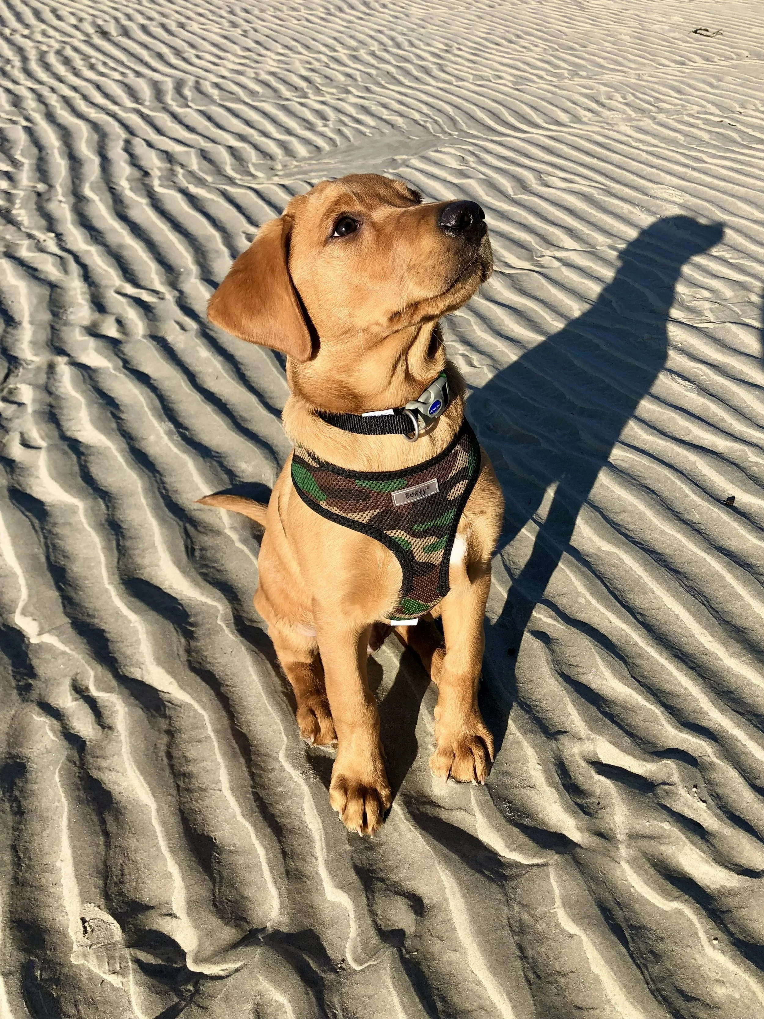 A young brown puppy sitting on rippled sand with a camouflage harness and black collar, looking upwards. The dog's shadow is cast on the sand next to it.