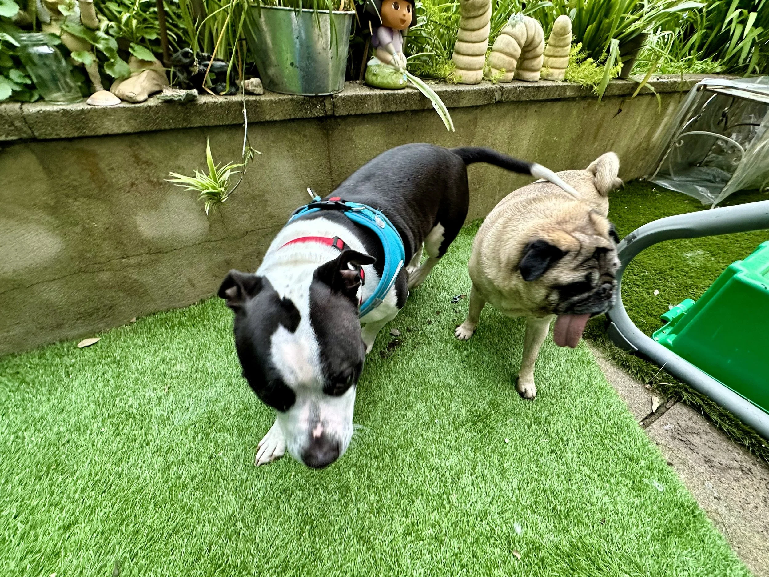 A staffy and a pug playing together in a garden at dog day care.