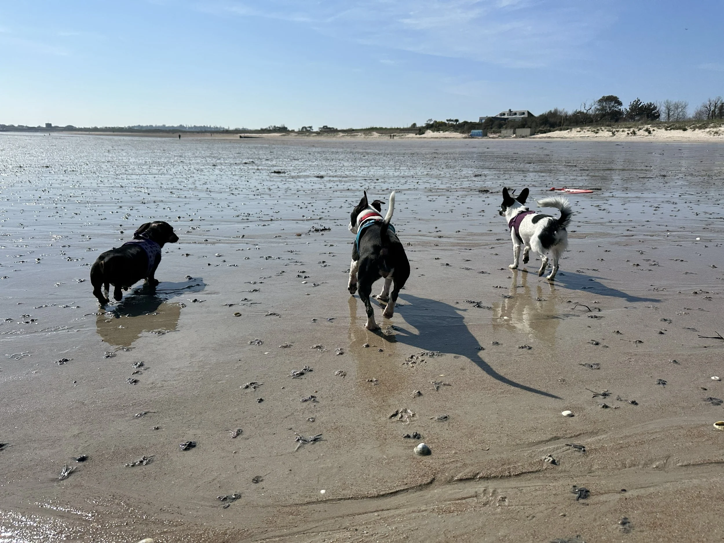 Three dogs playing on the wet sand of a beach under a clear blue sky, with distant buildings and trees on the shoreline.