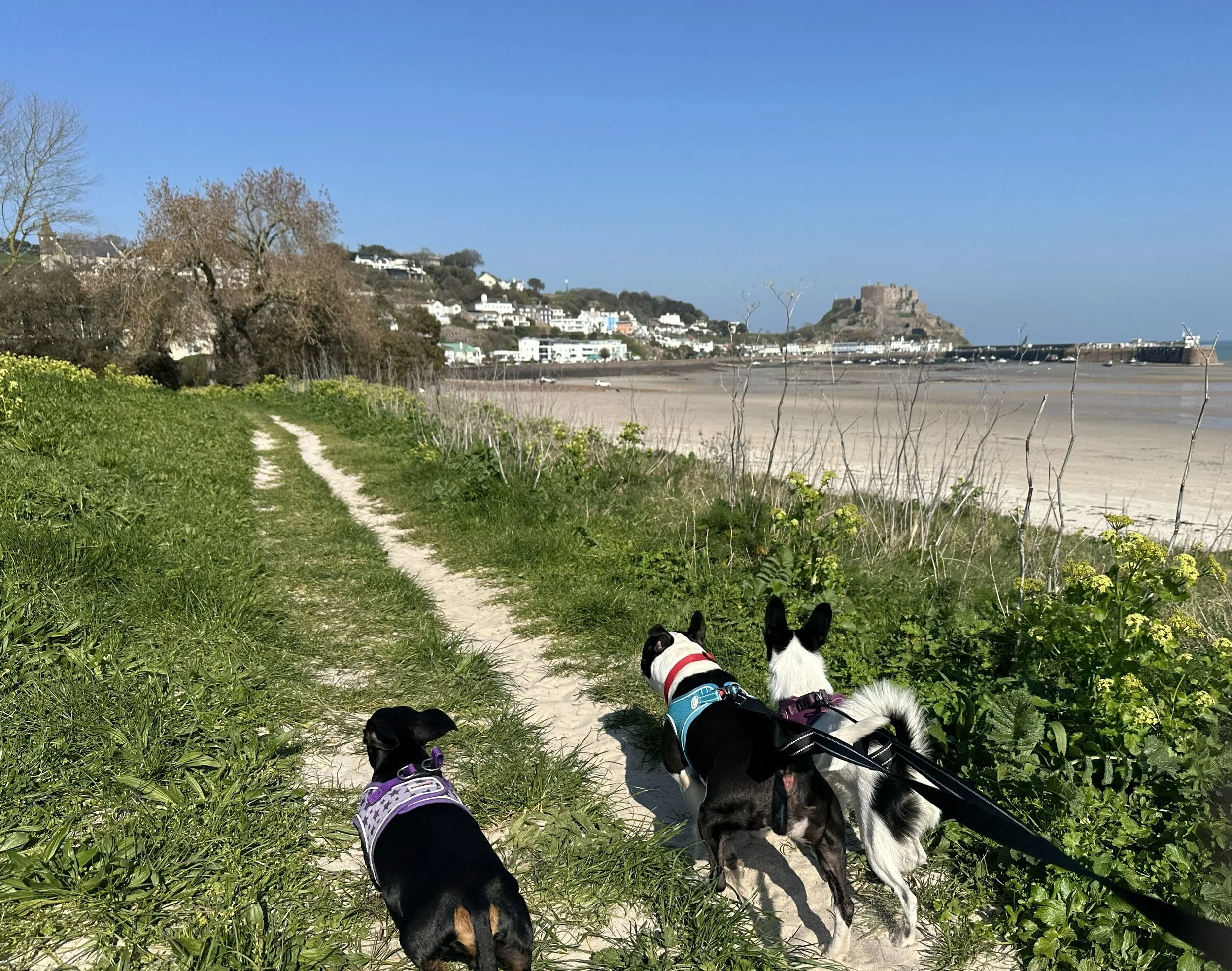 Three dogs walking on a grassy path near the beach with a view of a castle on a hill in the distance.