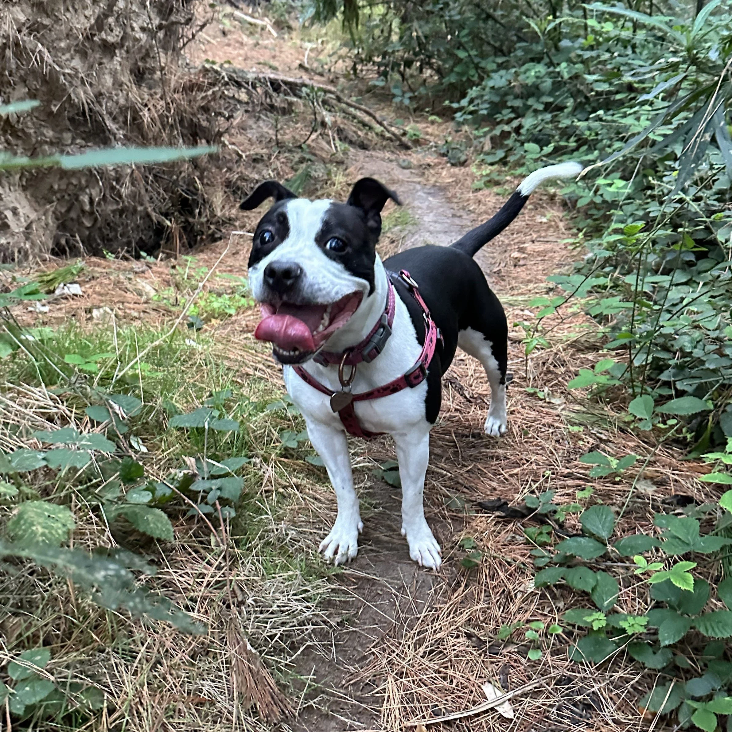A happy black and white dog with a red harness standing on a dirt trail surrounded by greenery in a forest.
