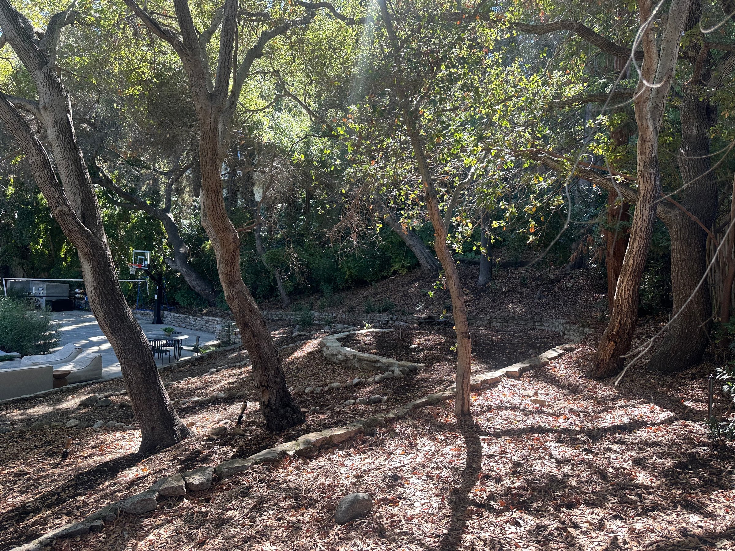 Woodland garden path among mature trees. | PL-3803