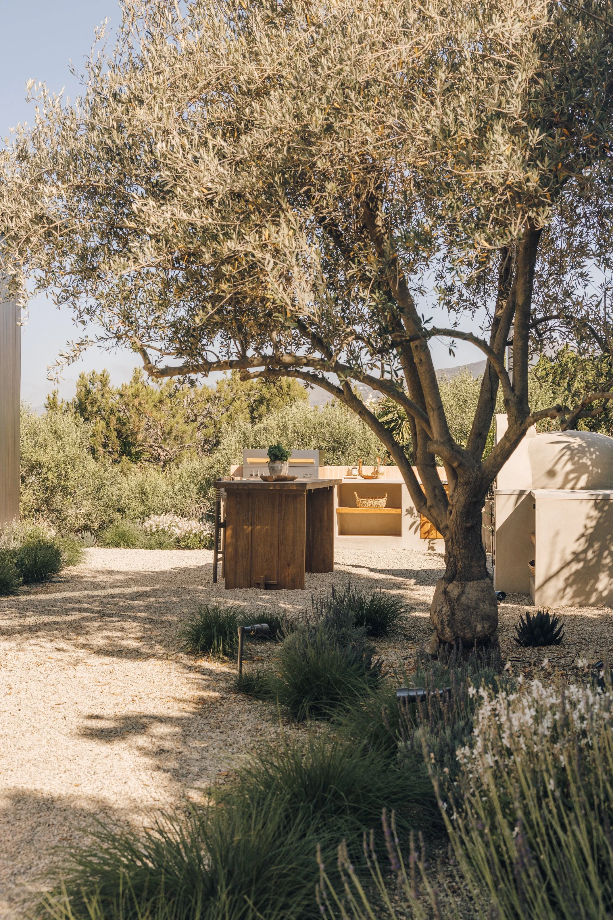Garden path beneath an olive tree