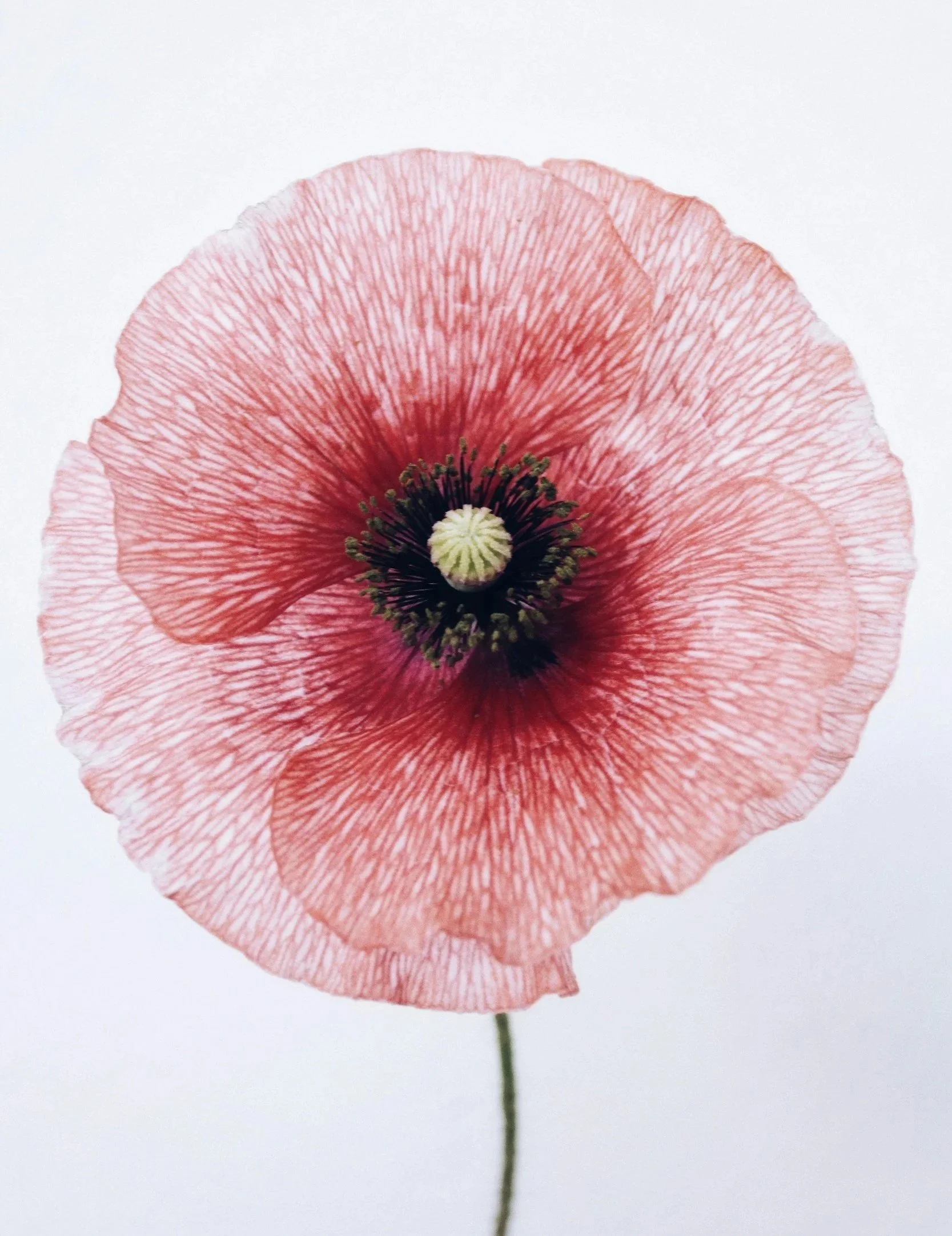 Close-up of a pink poppy flower with black and white center, white background